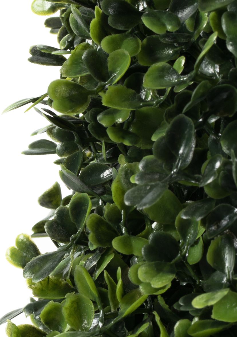 Potted Boxwood Cone