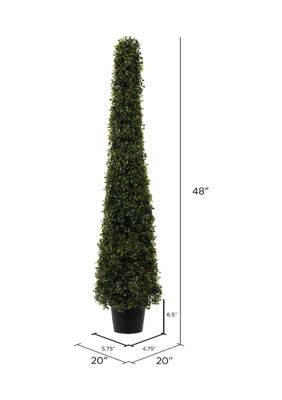 Potted Boxwood Cone