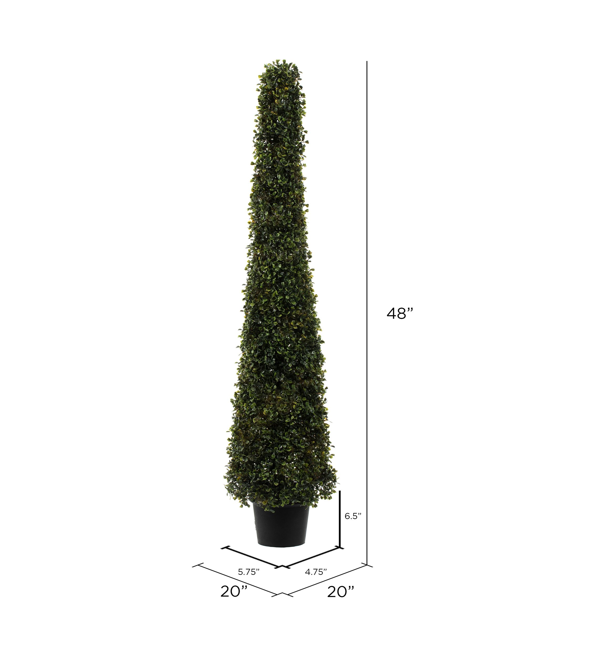 Potted Boxwood Cone