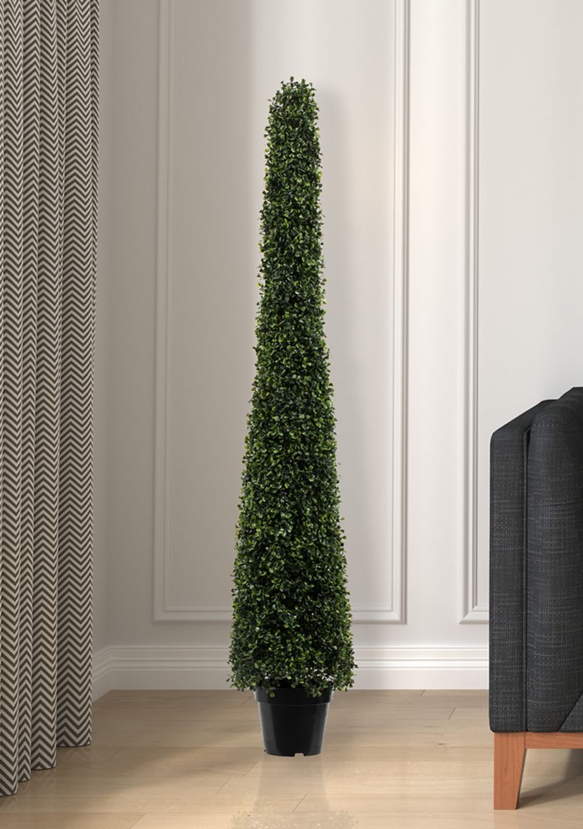 Potted Boxwood Cone