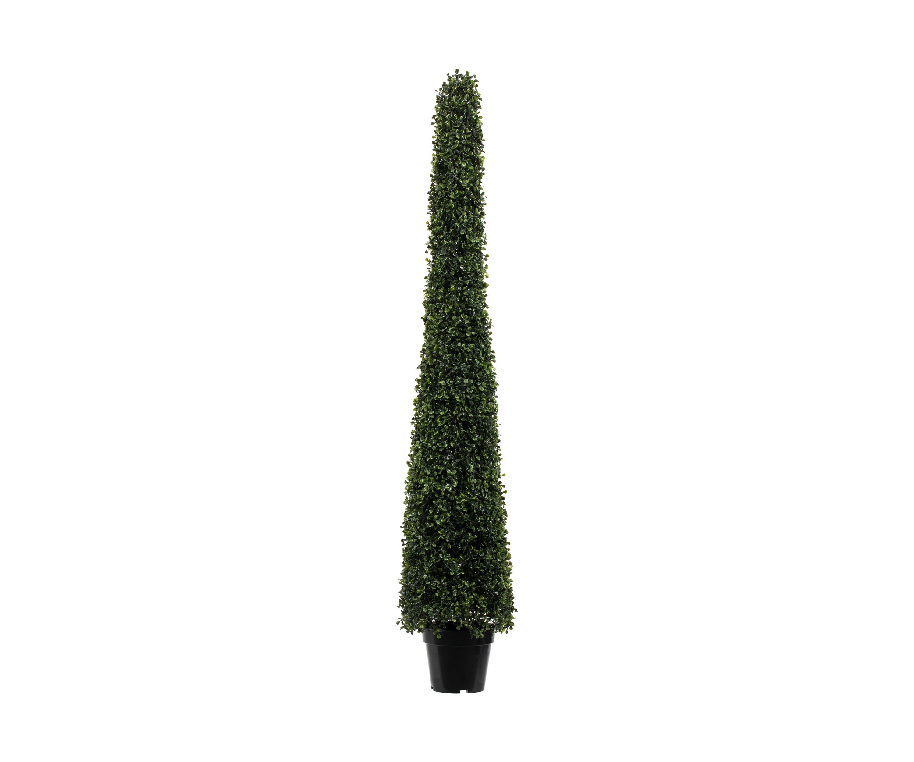 Potted Boxwood Cone