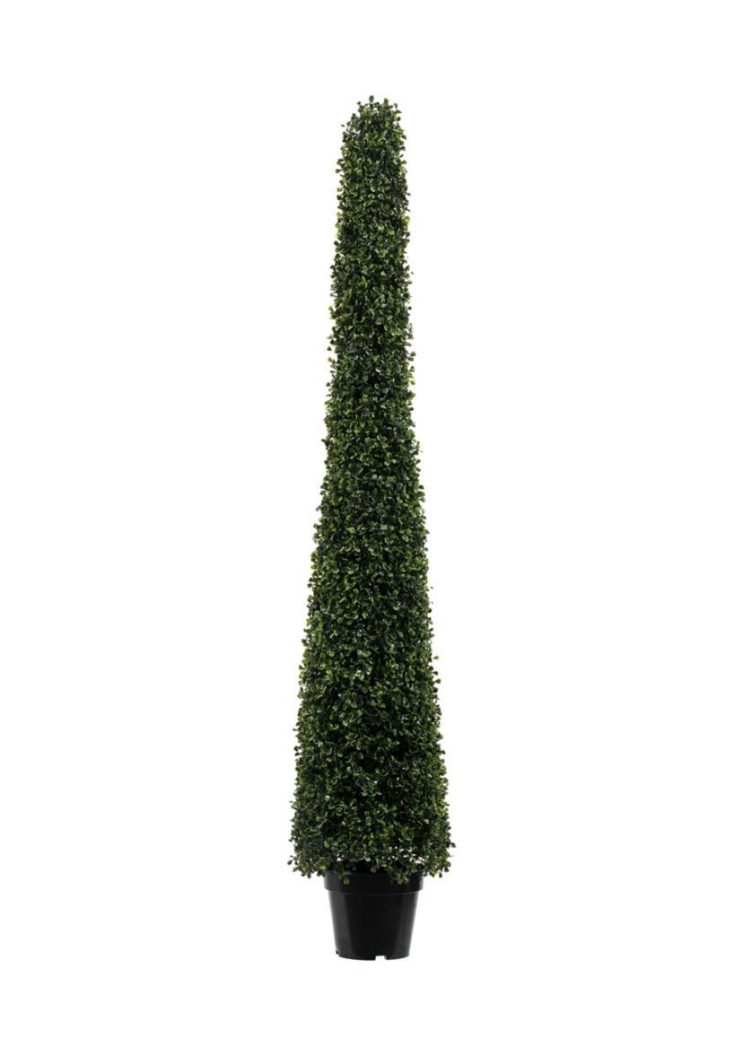 Potted Boxwood Cone