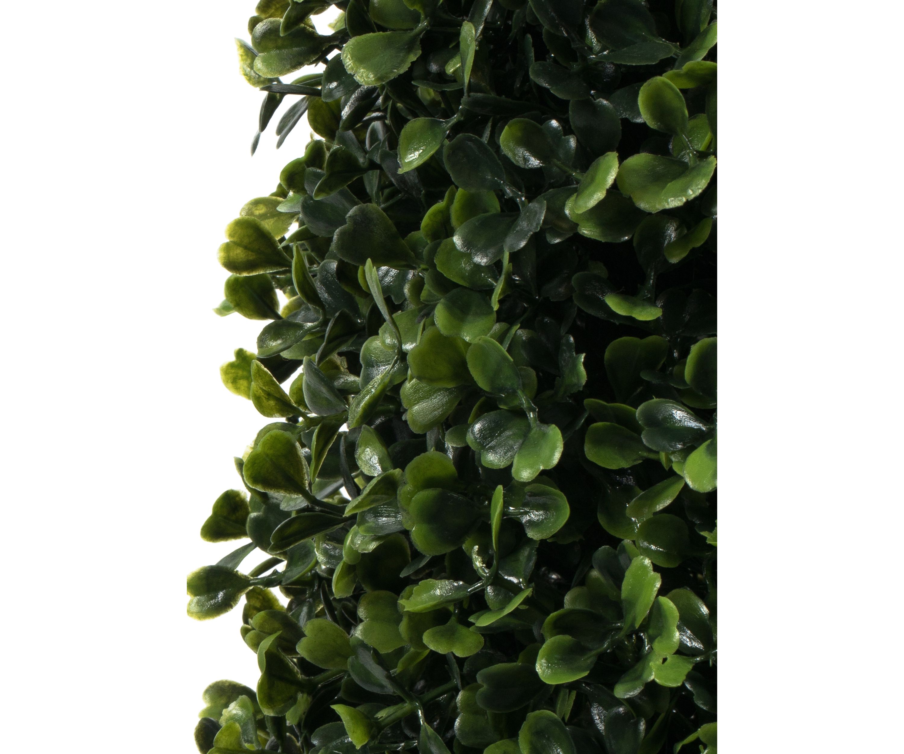 Potted Boxwood Cone