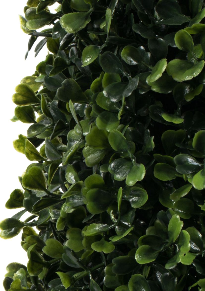 Potted Boxwood Cone