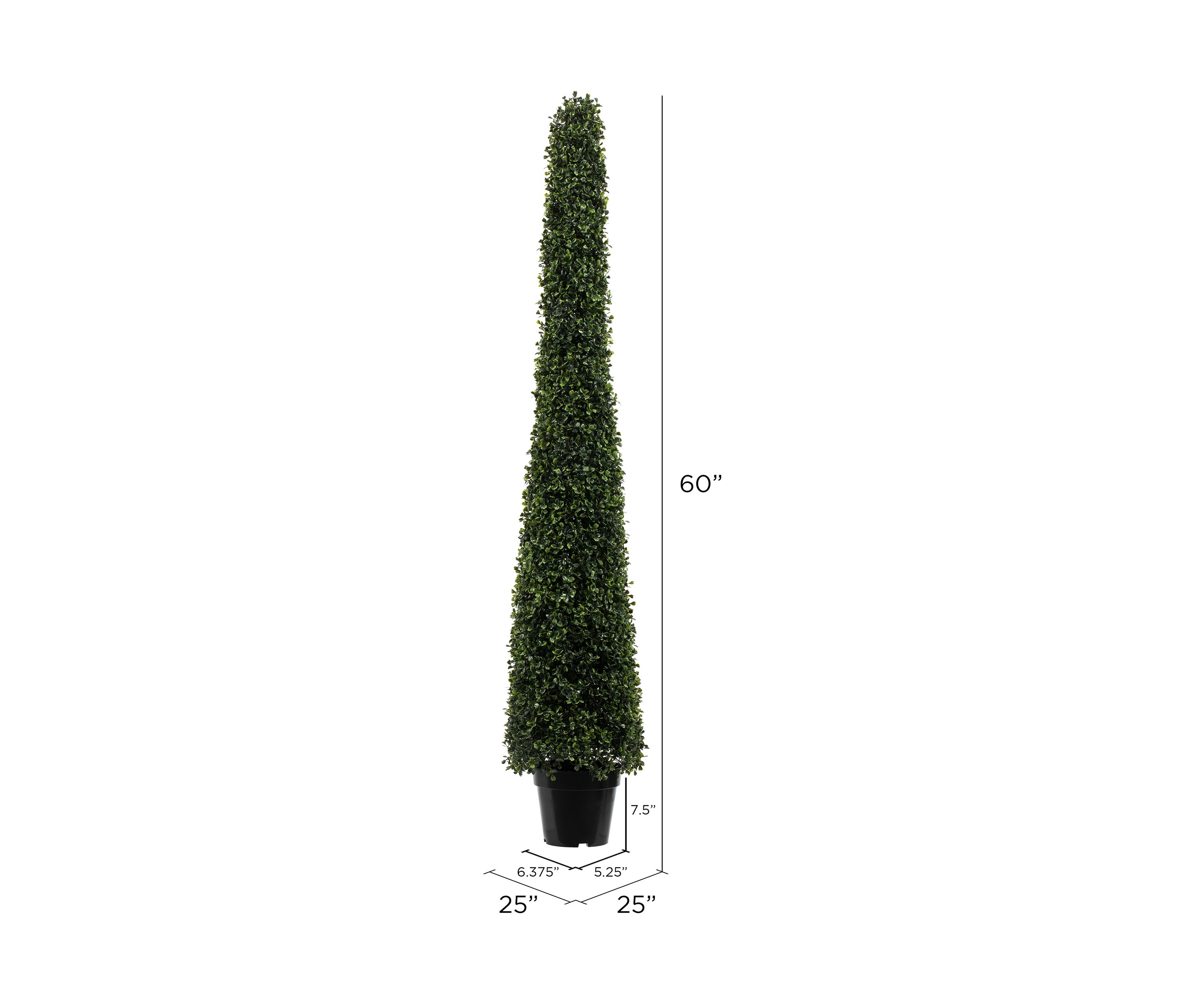 Potted Boxwood Cone