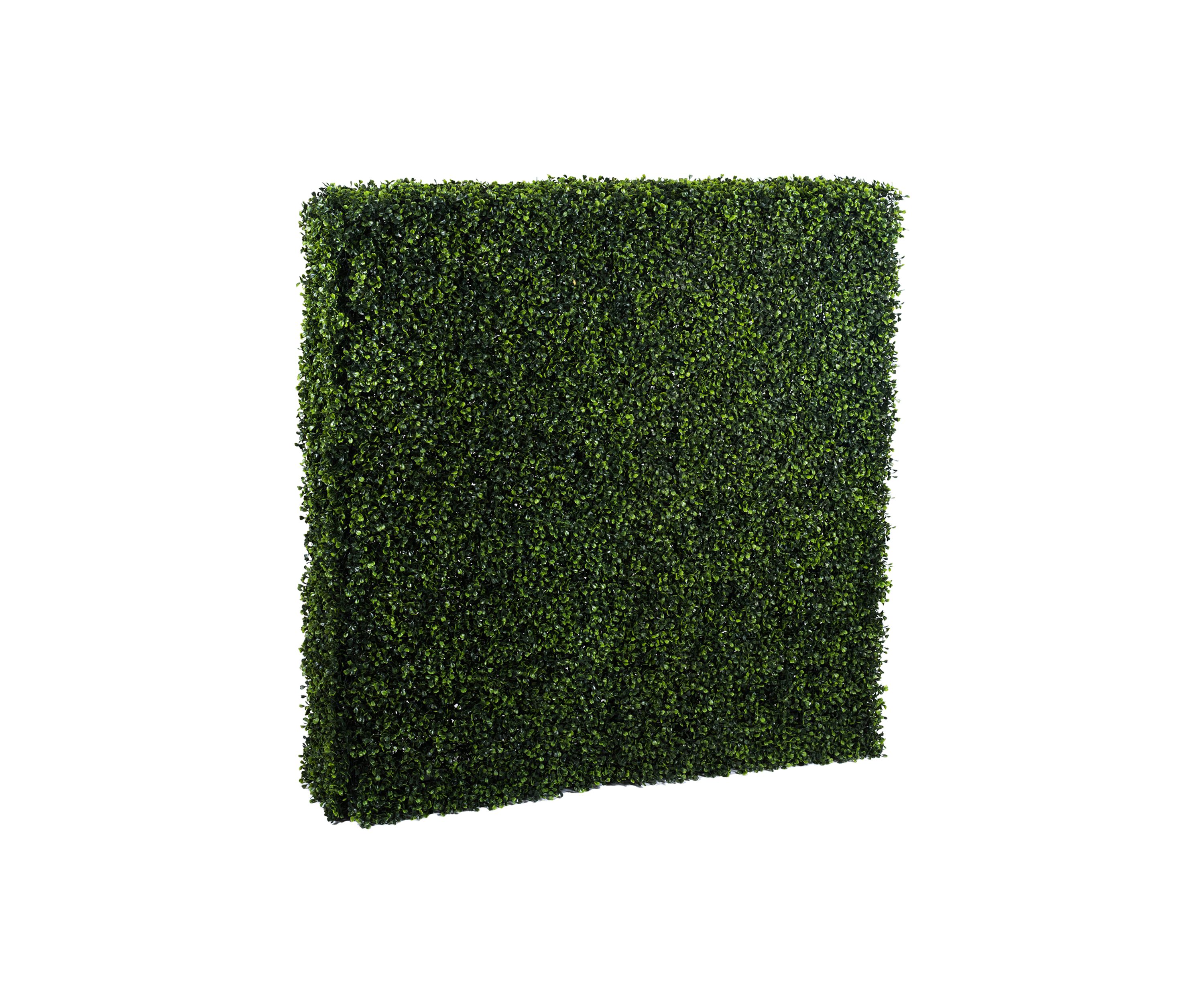 Boxwood Hedge