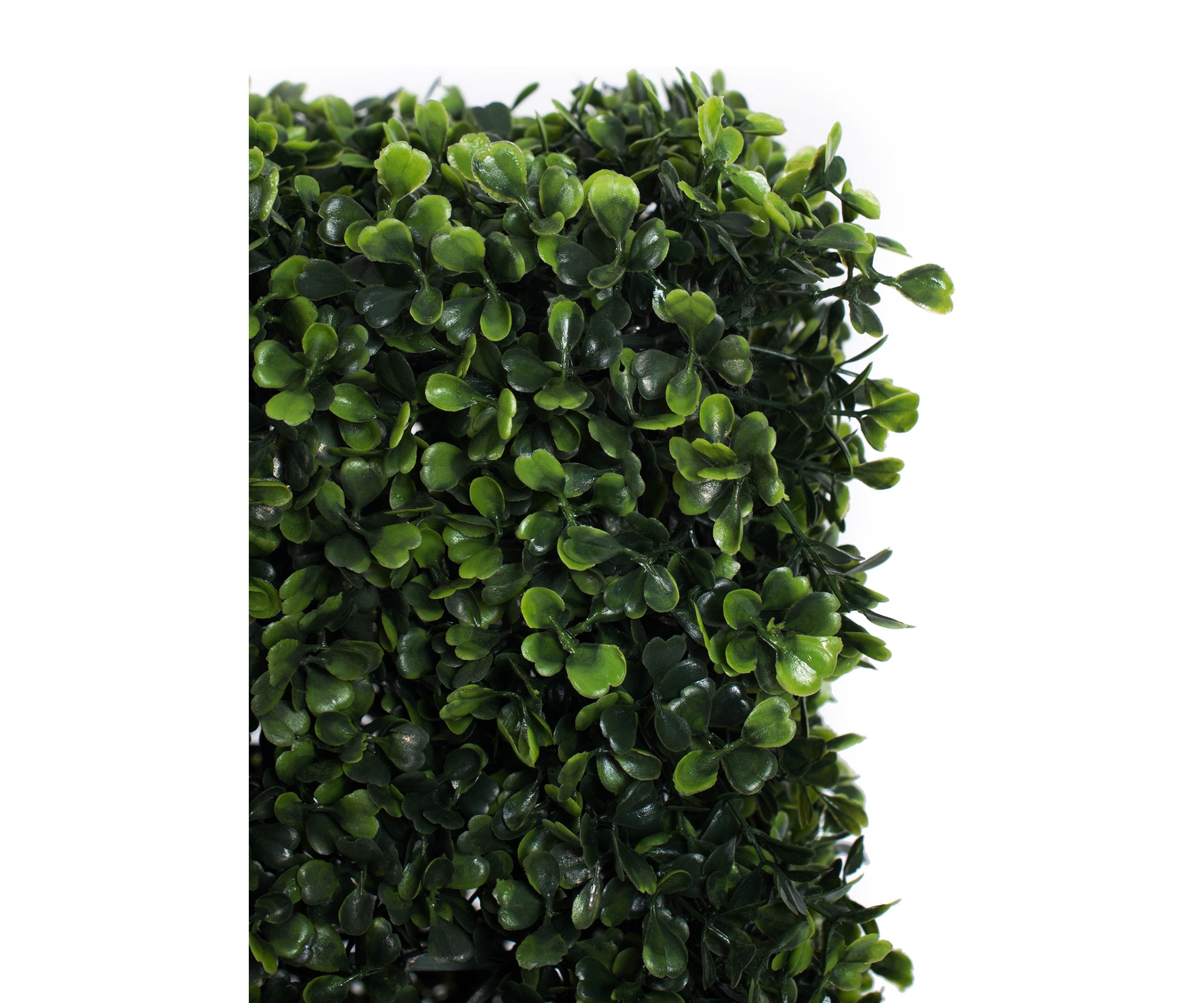 Boxwood Hedge