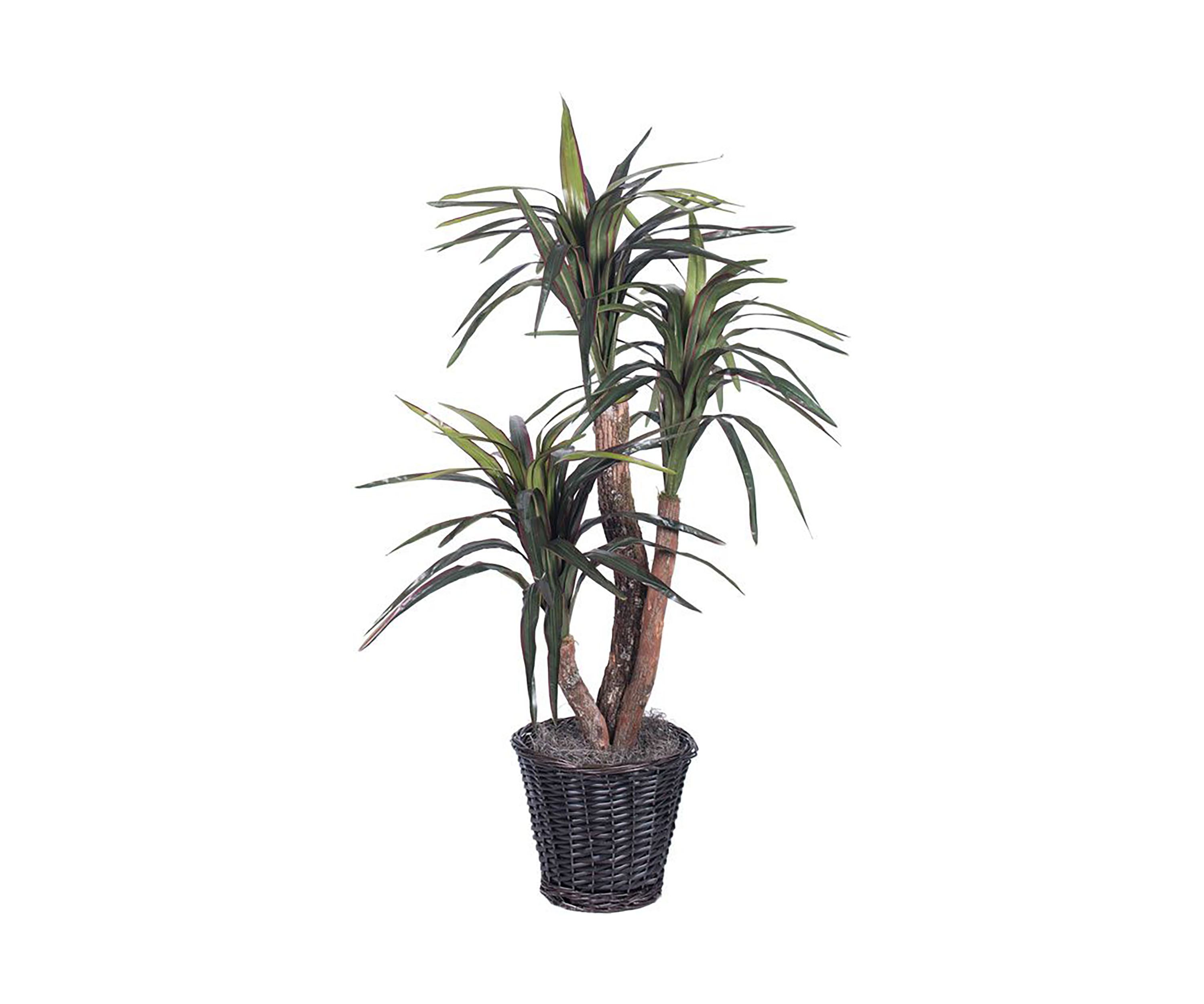 Artificial Marginata Extra Full Bush, Rattan Basket