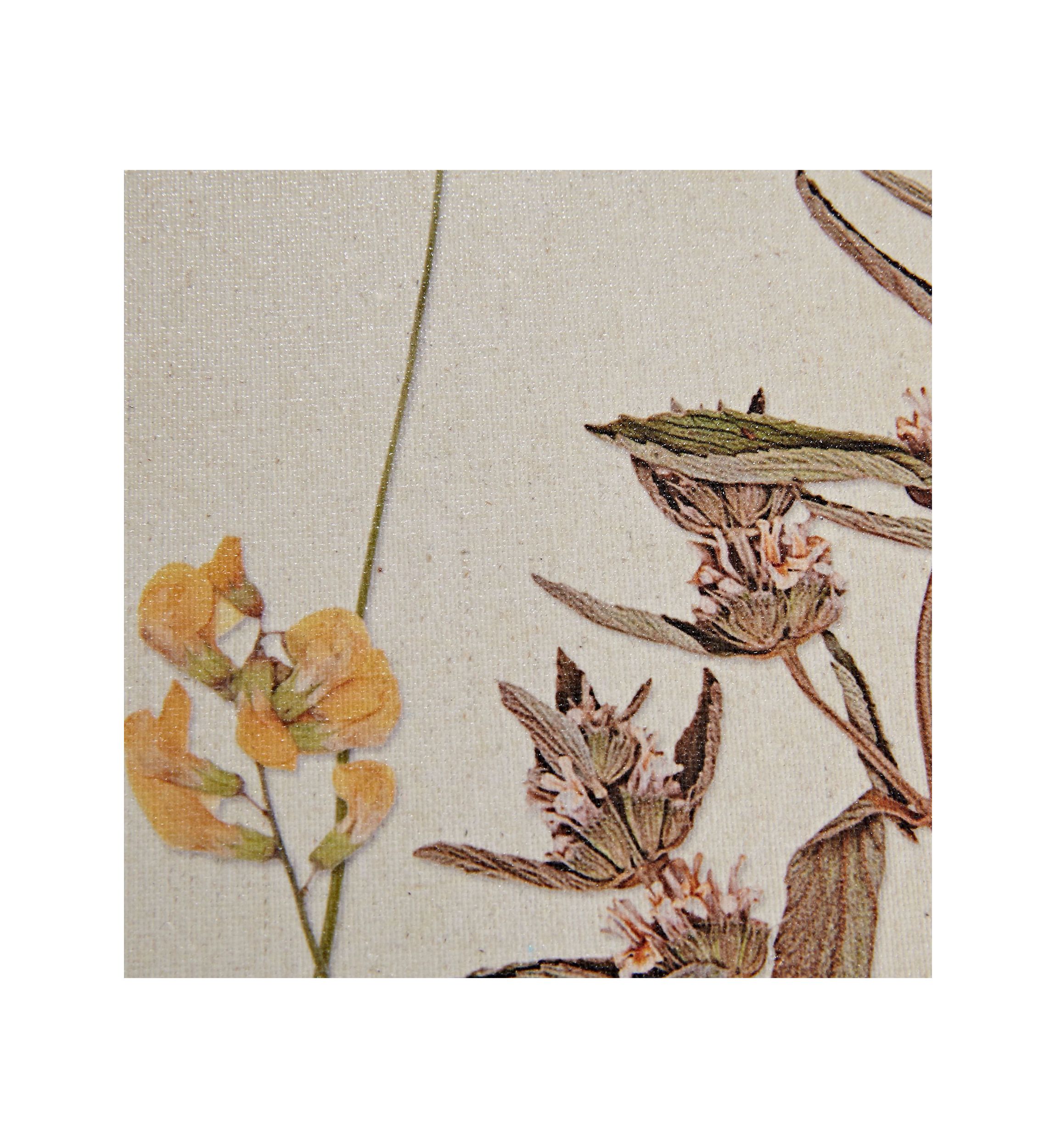 French Herbarium 2-piece Framed Canvas Wall Art Set