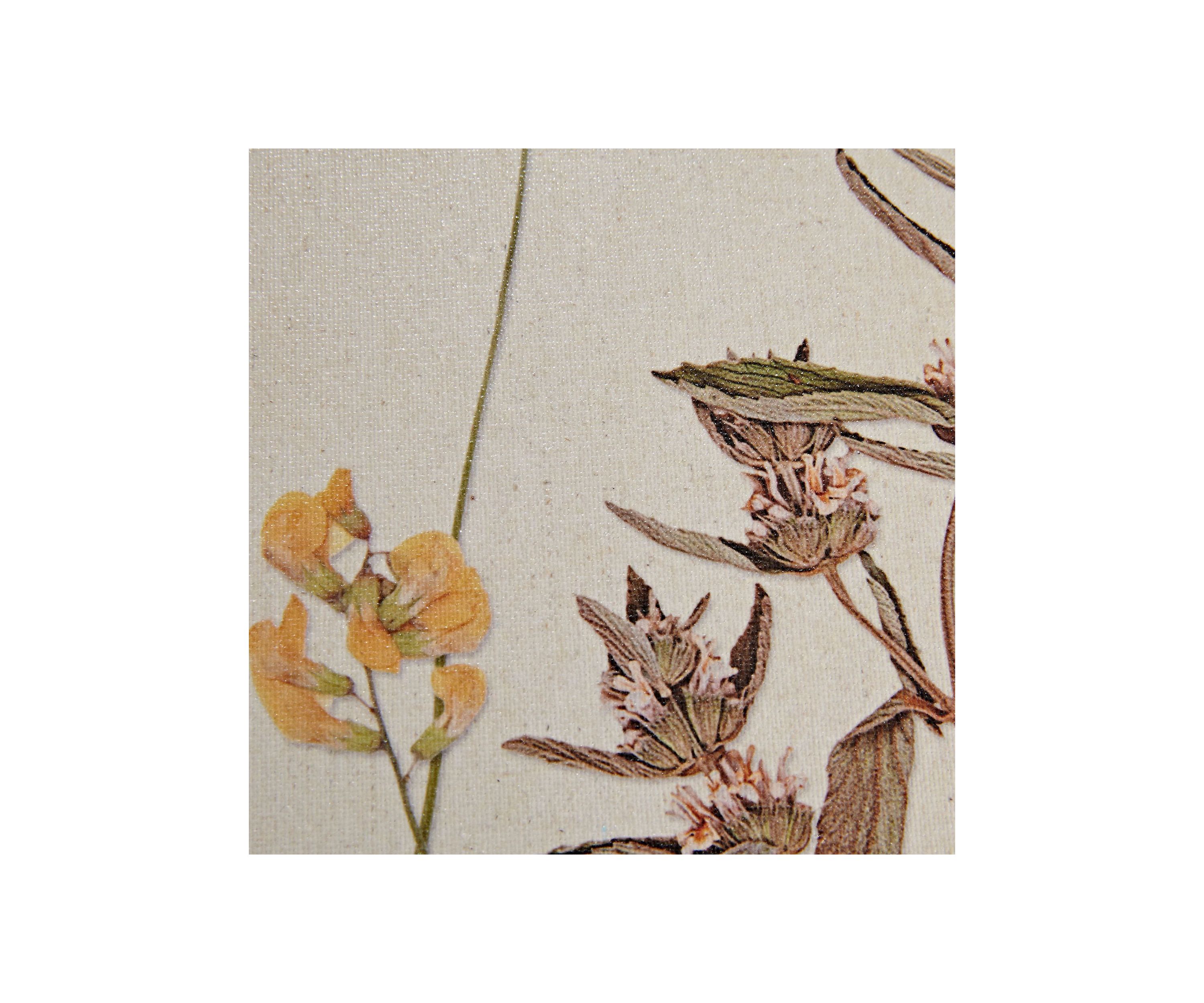 French Herbarium 2-piece Framed Canvas Wall Art Set