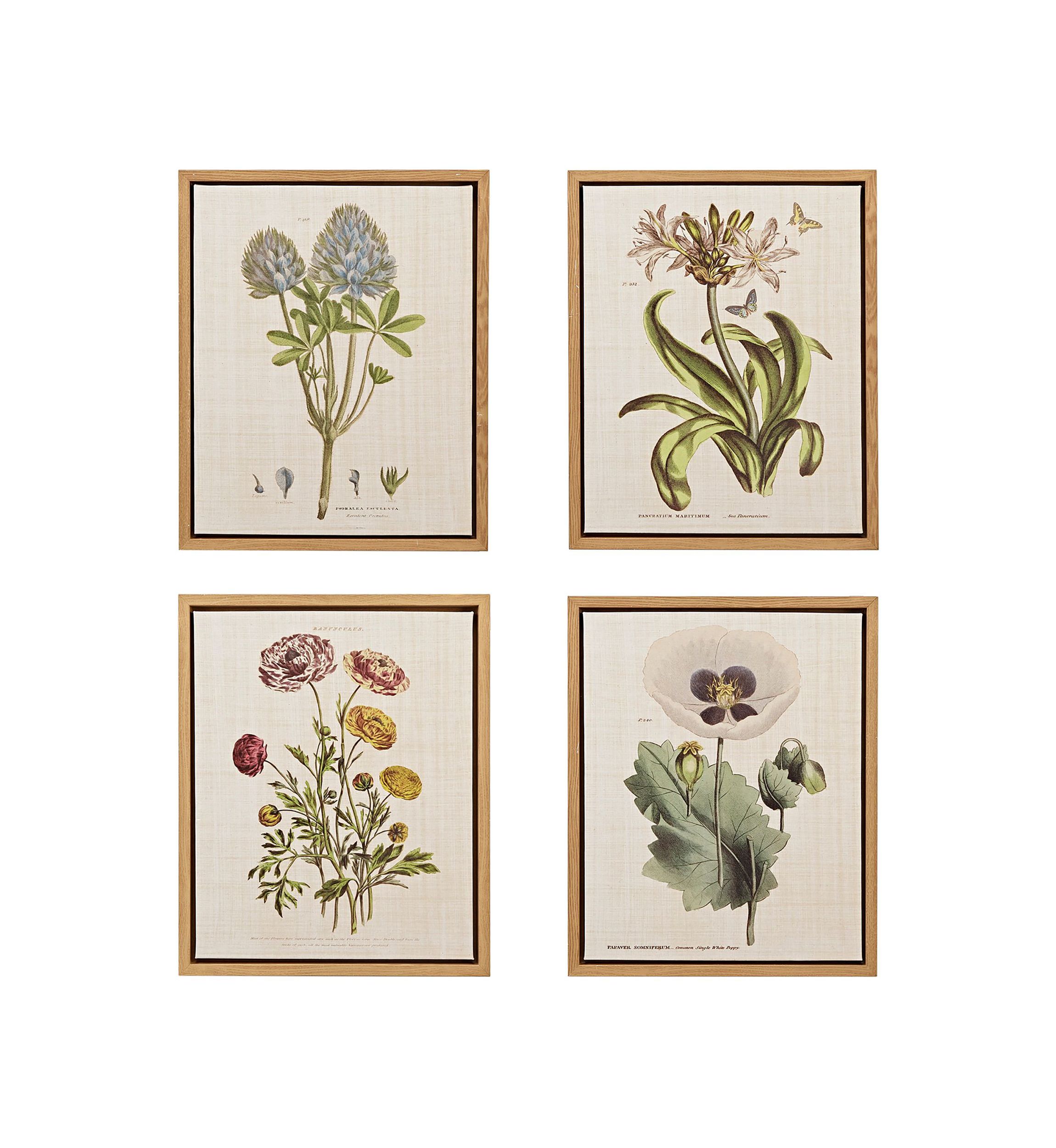 Herbal Botany 4-piece Botanical Illustration Framed Canvas Wall Art Set