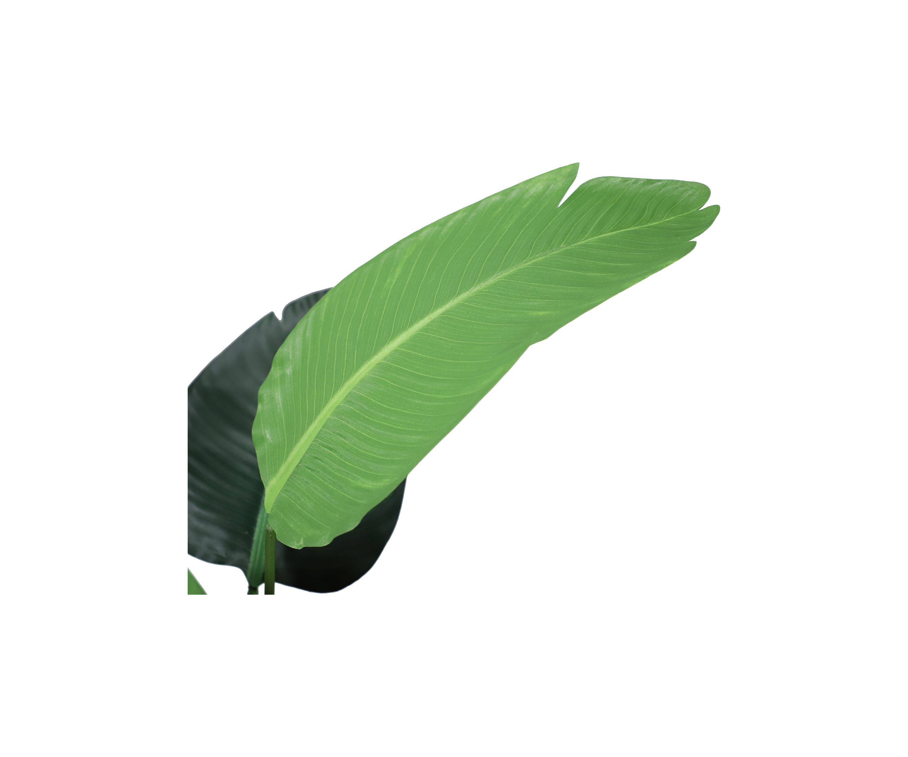 45.5"Artificial Travellers Palm Tree with 8 Leaves In Black Plastic Pot