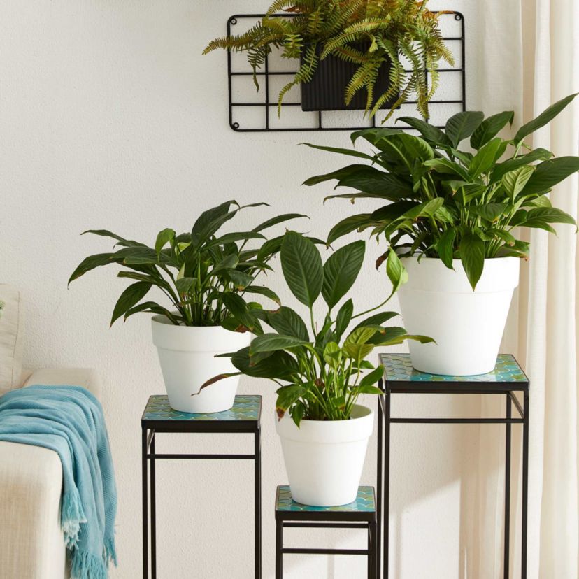 27.25"/24"/20" H Set of 3 Sqaure Nesting Planter Stands with Green Pattern Ceramic Tiles Table TopL: 11.00L * 11.00W *27.25HM: 9.00L * 9.00W *24.00HS: 7.00L * 7.00W *20.00HWeight Capacity: L/M/S: 22LBS/17LBS/11LBS