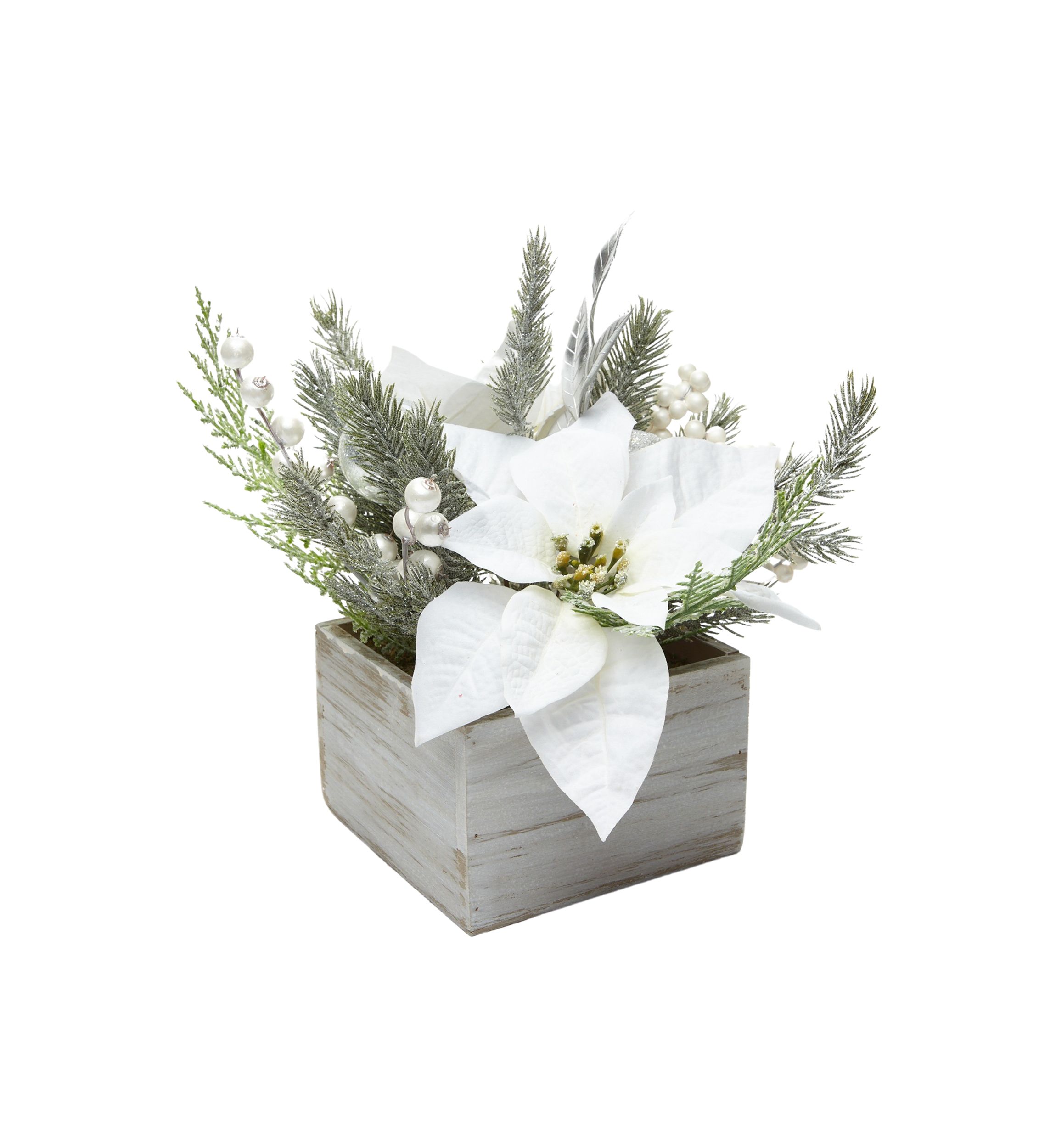 White Poinsettia Sitabout 