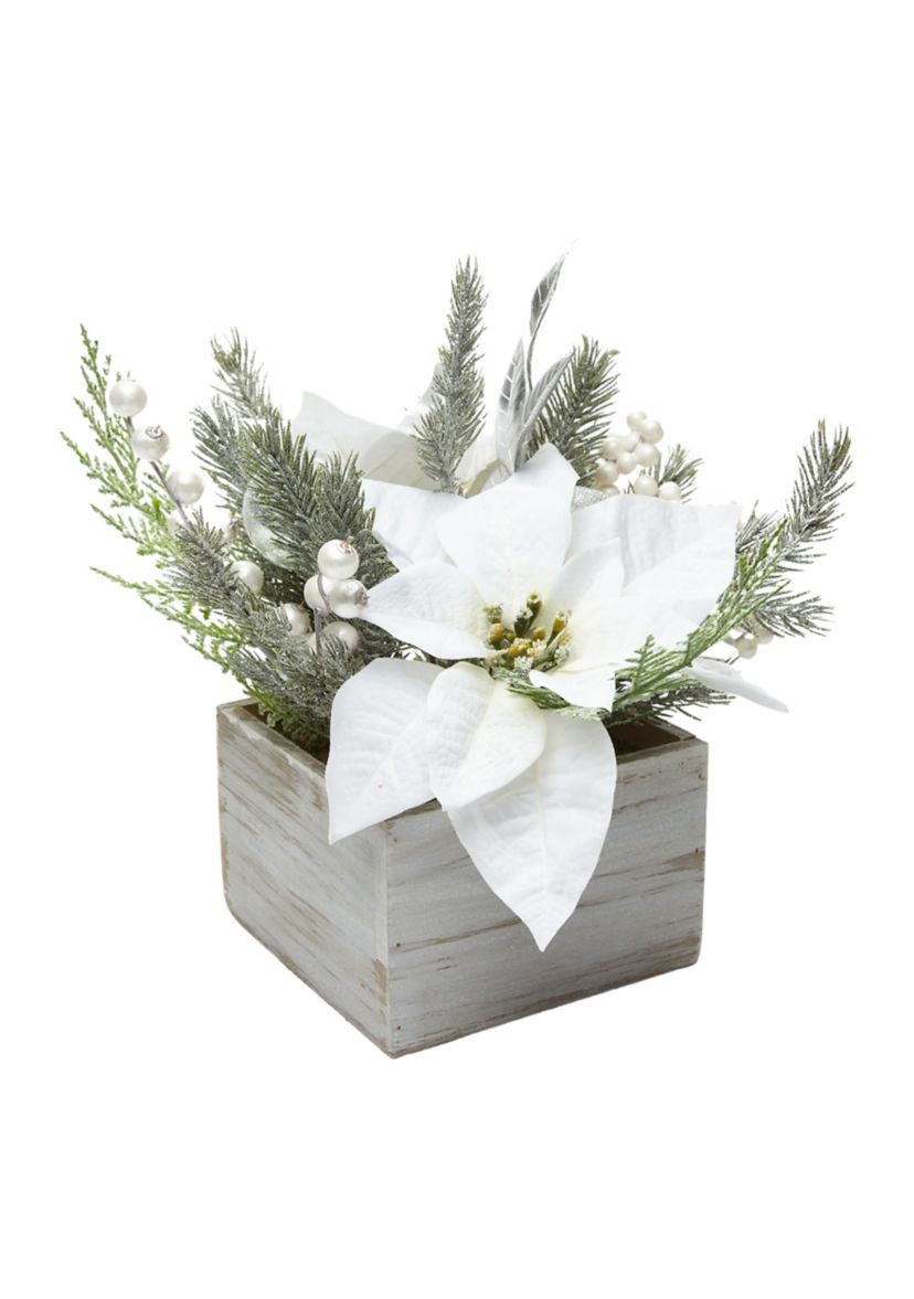 White Poinsettia Sitabout 