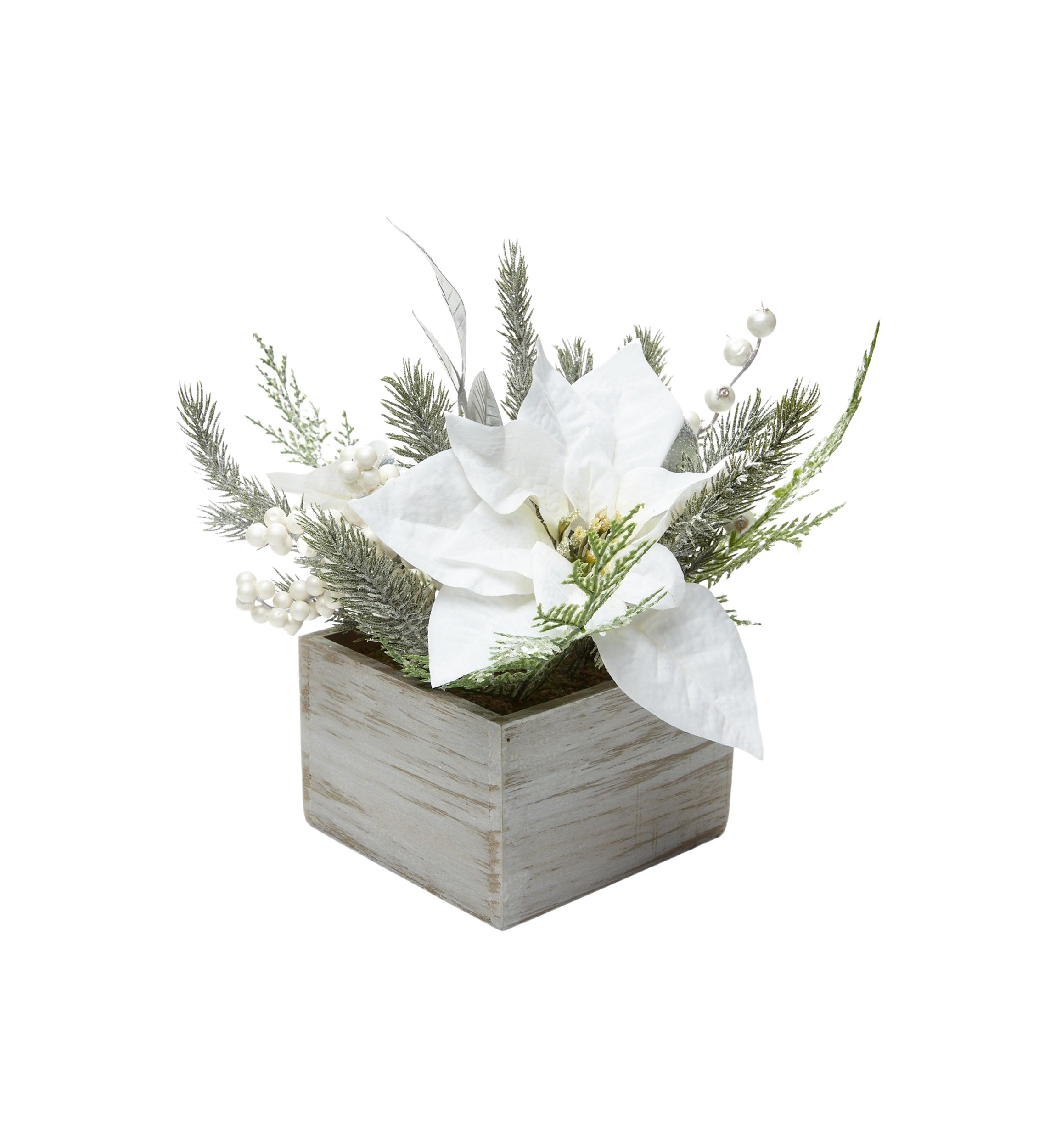 White Poinsettia Sitabout 