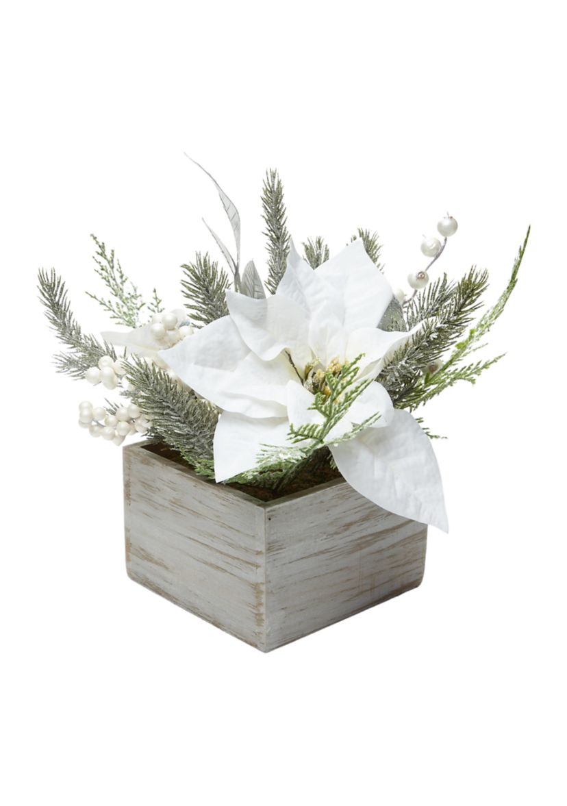 White Poinsettia Sitabout 