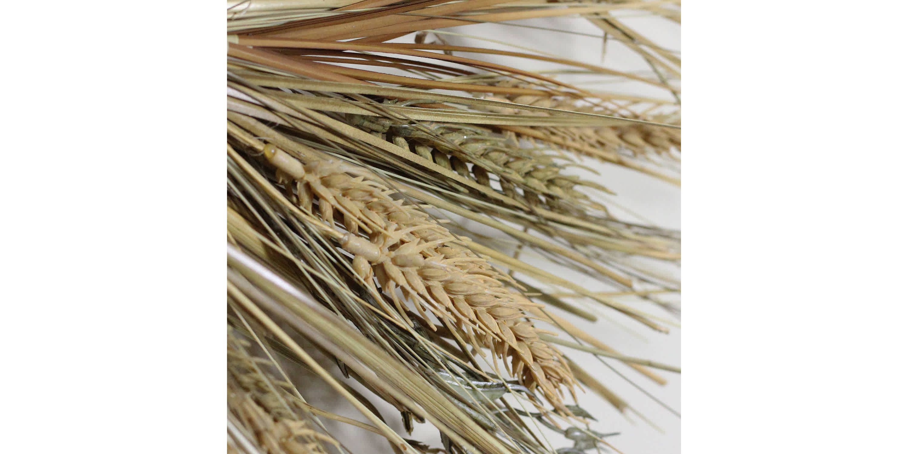 Wheat and Straw Artificial Fall Harvest Wreath - 22" - Unlit