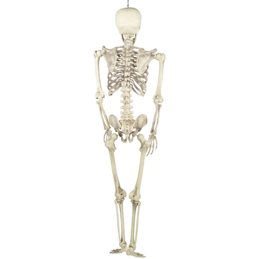 Life Size Skeleton Hanging Halloween Decoration - 5