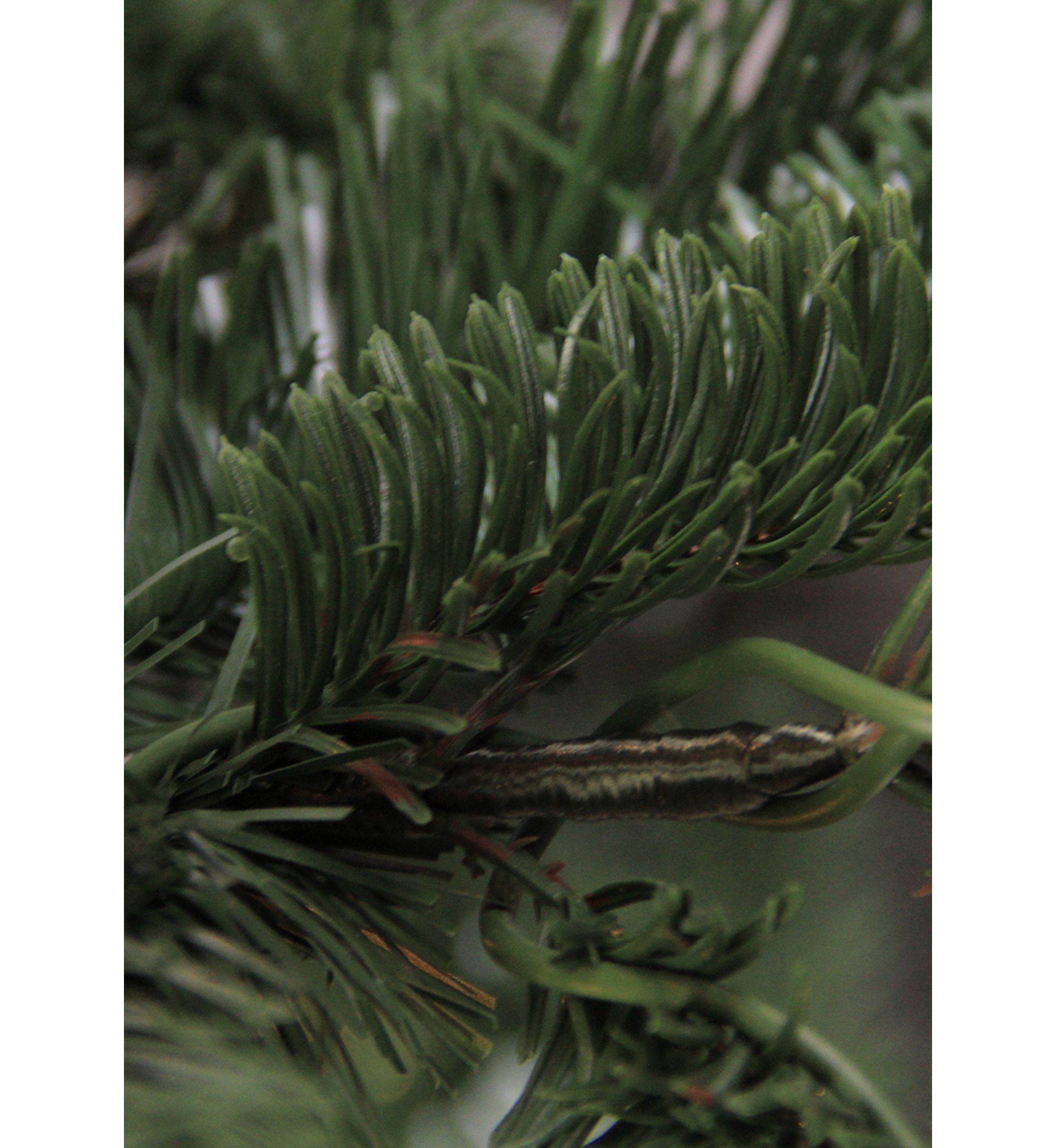 6.5 ft Layered Nordmann Fir Artificial Christmas Tree - Unlit