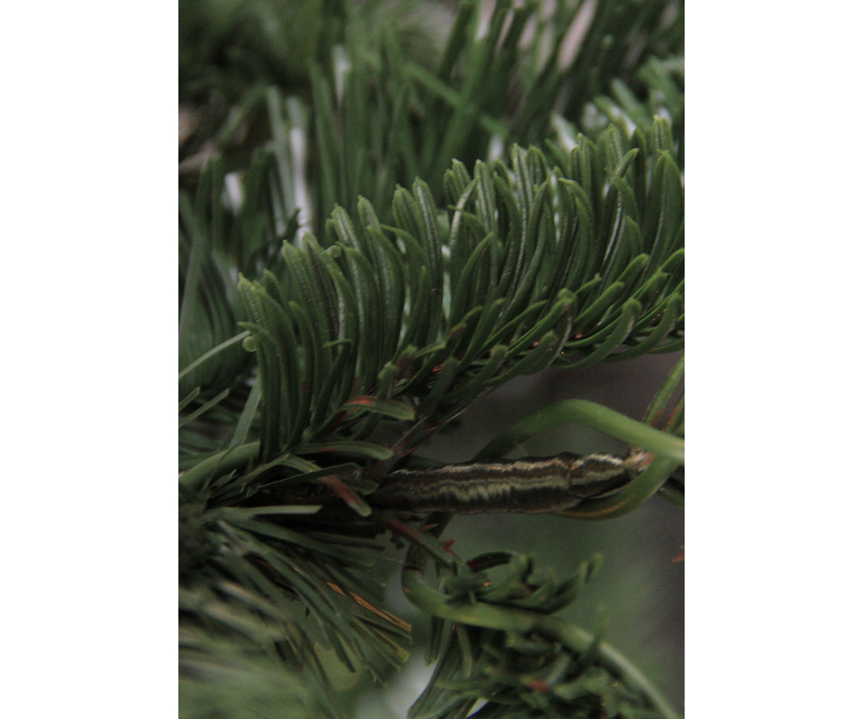 6.5 ft Layered Nordmann Fir Artificial Christmas Tree - Unlit