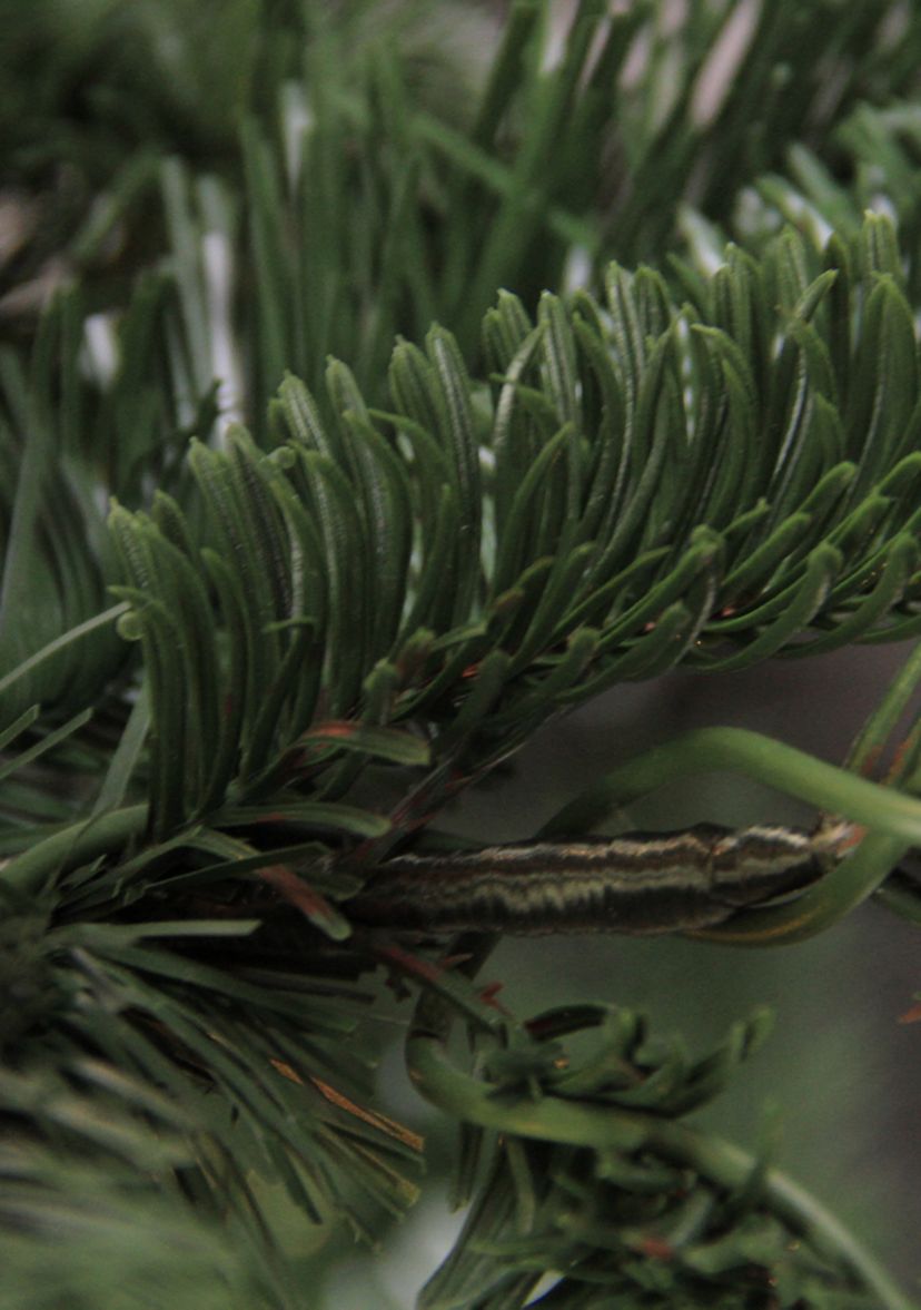 6.5 ft Layered Nordmann Fir Artificial Christmas Tree - Unlit