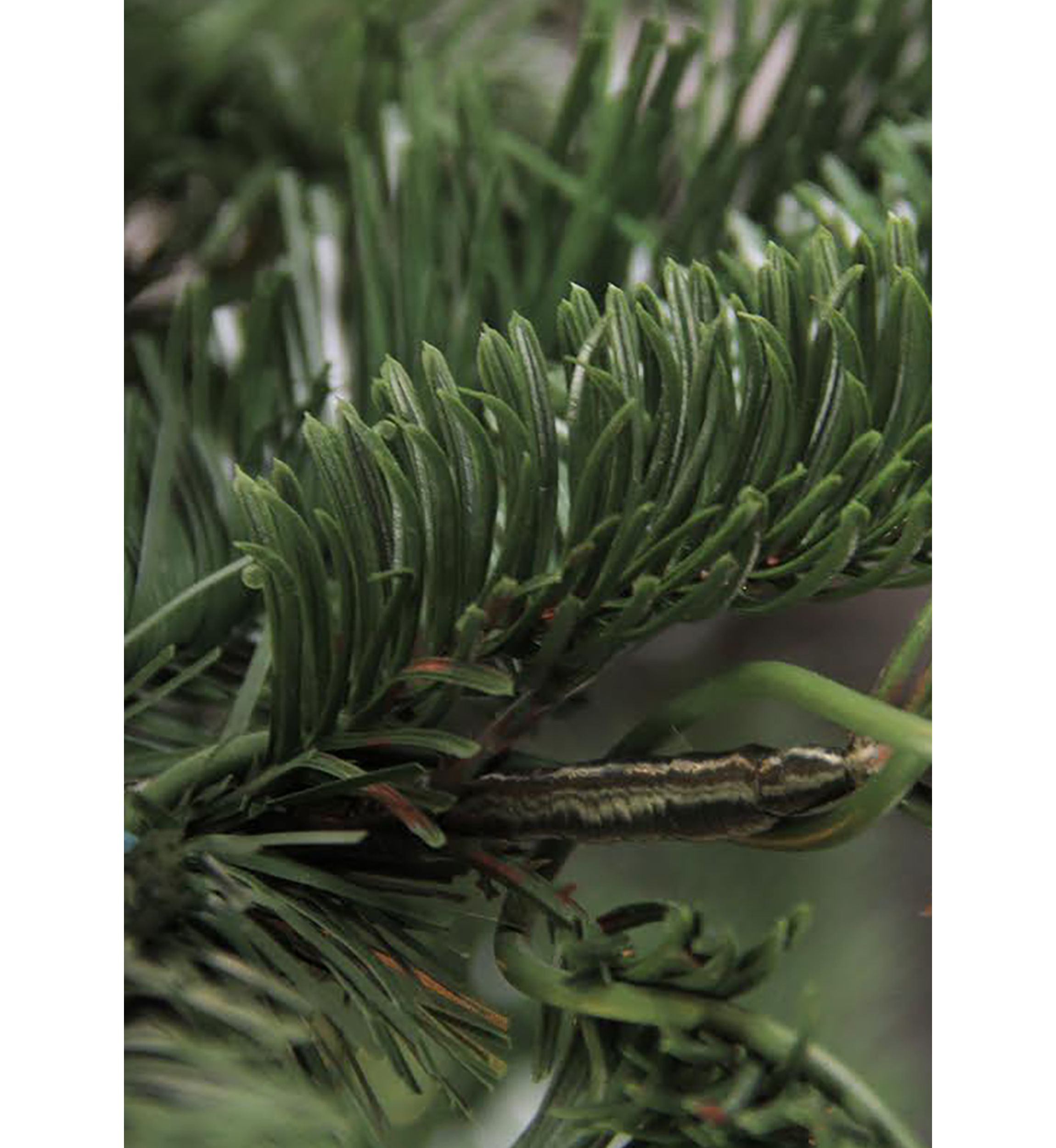 6.5 ft Layered Nordmann Fir Artificial Christmas Tree - Unlit