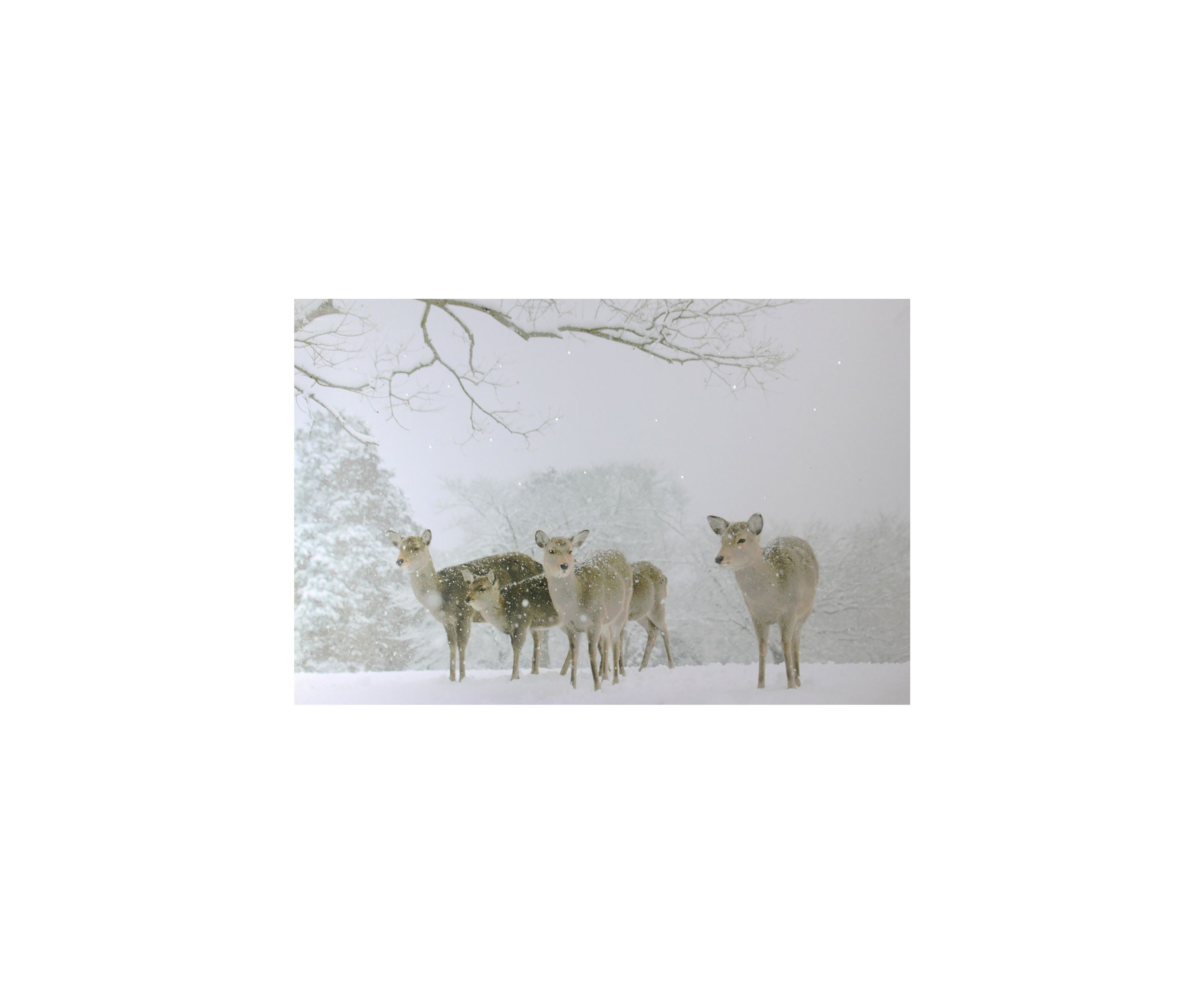 Small Fiber Optic Lighted Winter Woods with Deer Canvas Wall Art 12Inch x 11.75Inch