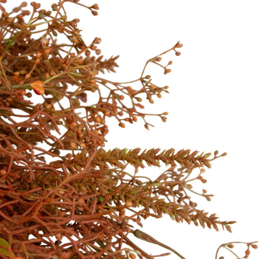 32" Brown Fall Grass Autumn Harvest Artificial Wreath - Unlit