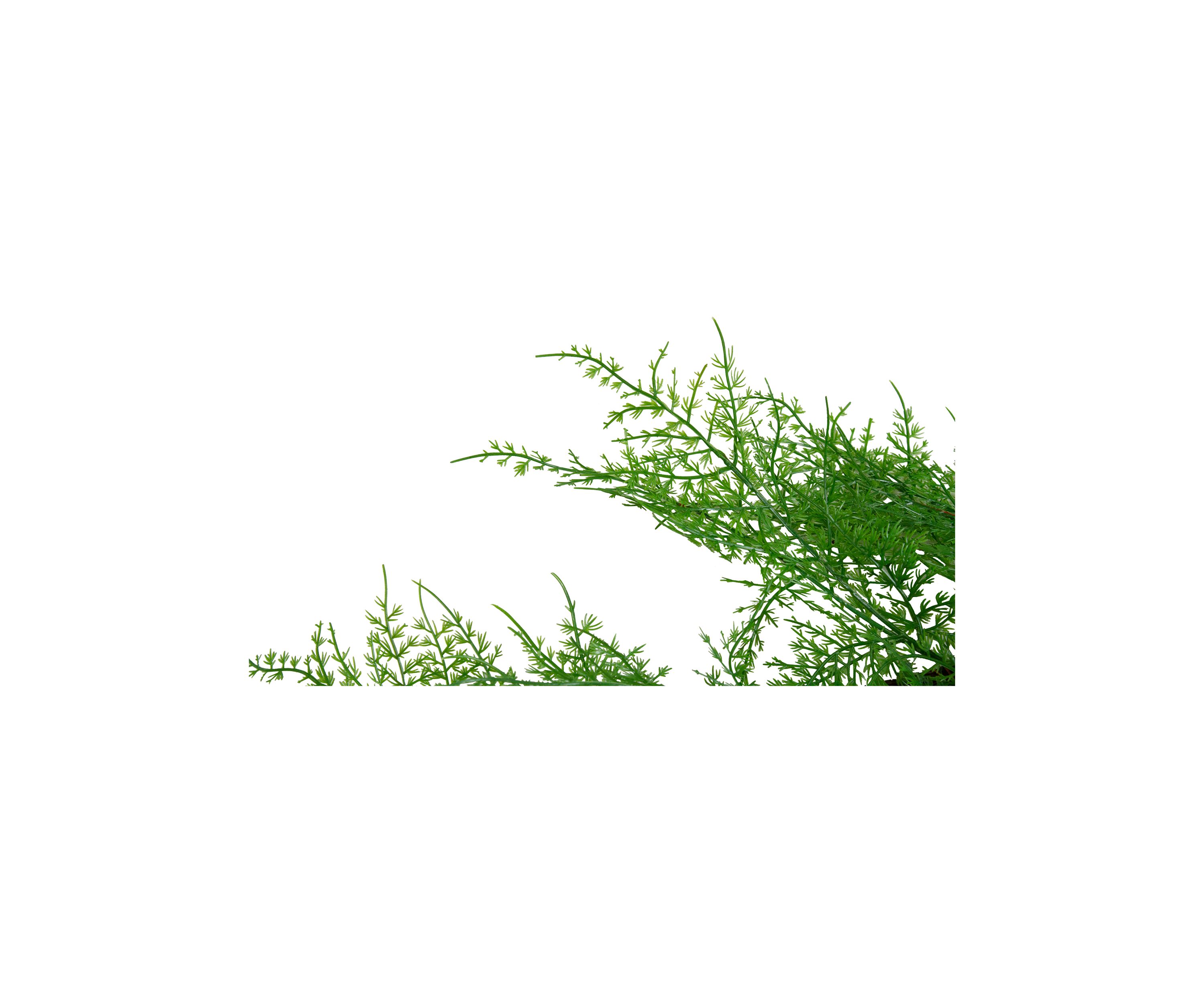 5 x 8Inch Green and Brown Cedar Artificial Christmas Garland - Unlit