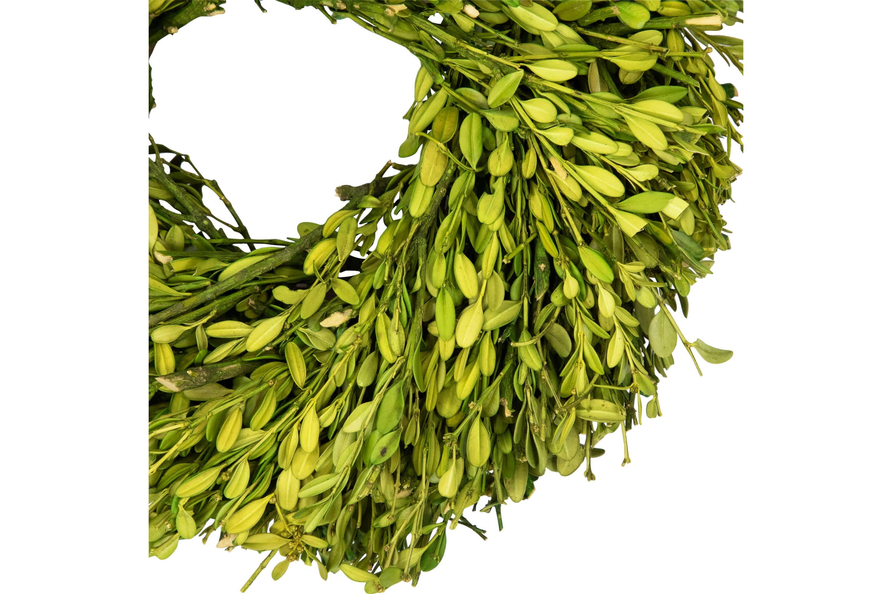 Green Foliage Artificial Spring Wreath - 11" - Unlit
