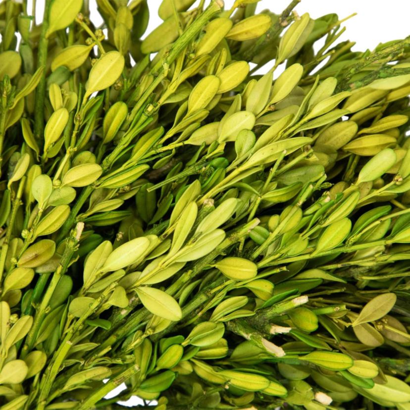 Green Foliage Artificial Spring Wreath - 11" - Unlit
