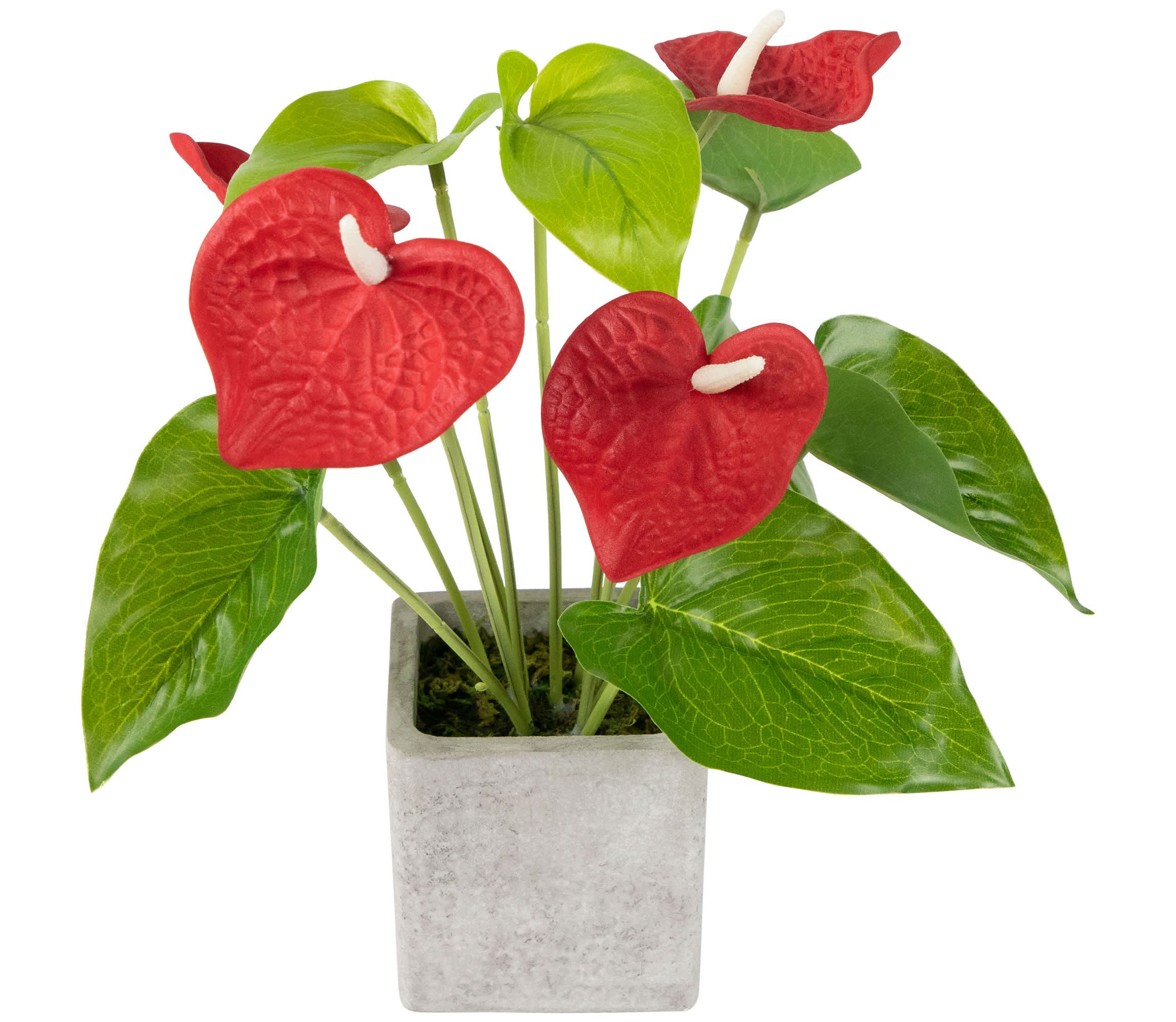 Anthurium Spring Floral Artificial Plant in a Square Pot - 12" - Red