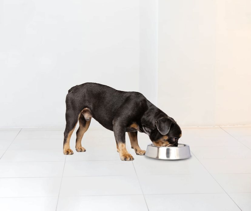 2 Pack Anti Ant Stainless Steel Non Skid Pet Bowl for Dog or Cat - 16 oz - 2 cup