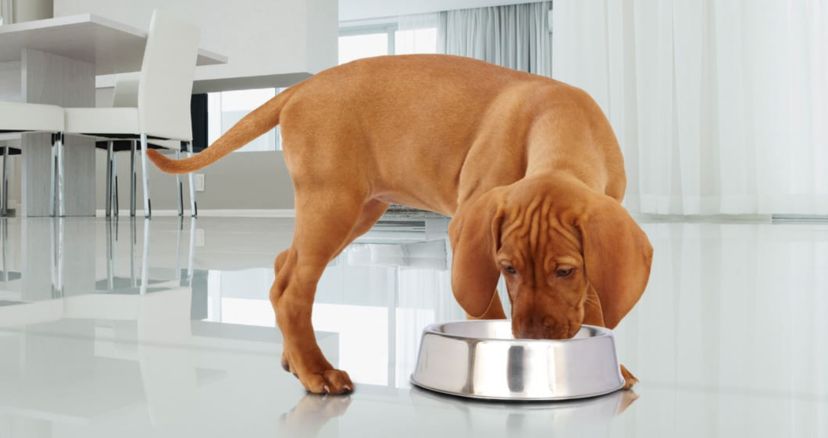 2 Pack Anti Ant Stainless Steel Non Skid Pet Bowl for Dog or Cat - 64 oz - 8 cup