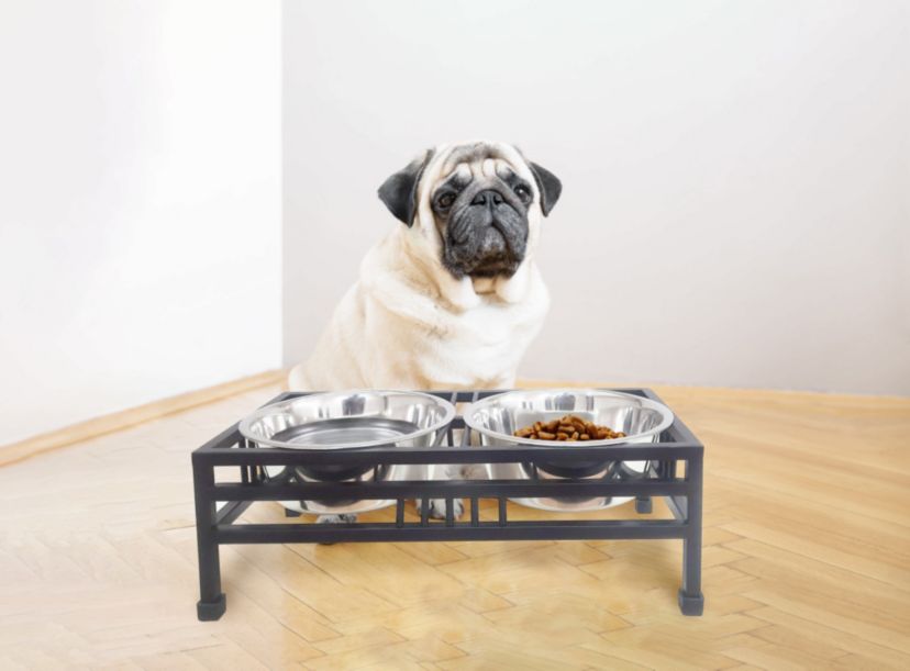 Elevated  Rectangular pet double diner-small
