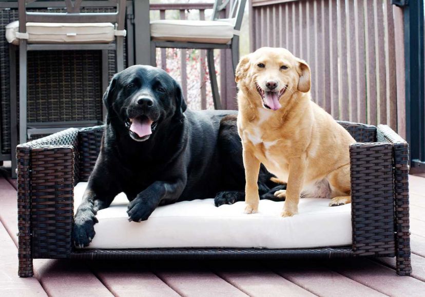 Rattan Rectangular Pet Sofa - Large