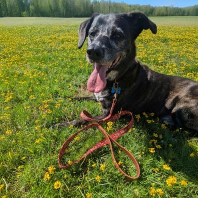 Pendleton Heritage Leash, Medium