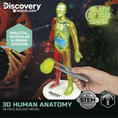 Discovery™ #Mindblown 3D Human Anatomy 28-Piece Biology Model