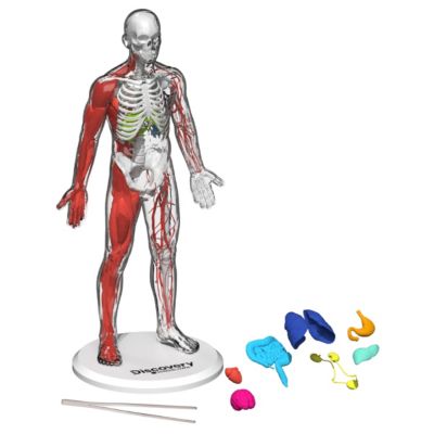 Discovery™ #Mindblown 3D Human Anatomy 28-Piece Biology Model