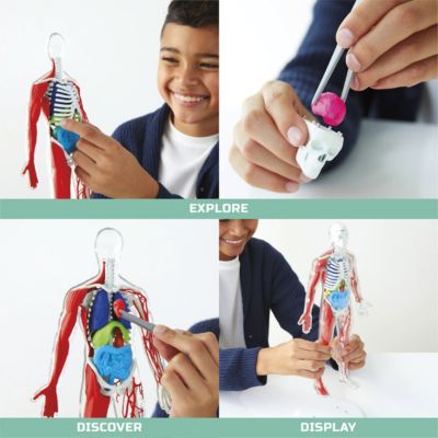 Discovery™ #Mindblown 3D Human Anatomy 28-Piece Biology Model