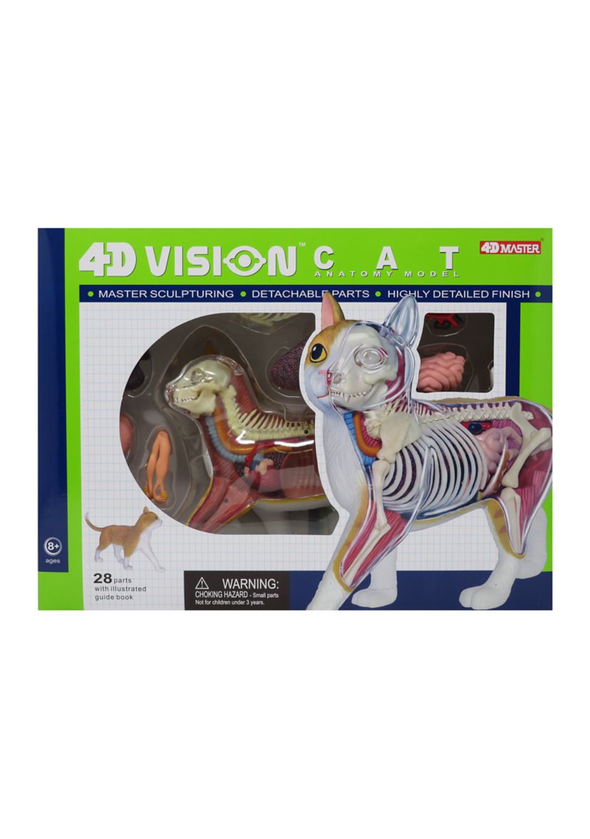 4D Vision Orange Cat Anatomy Model
