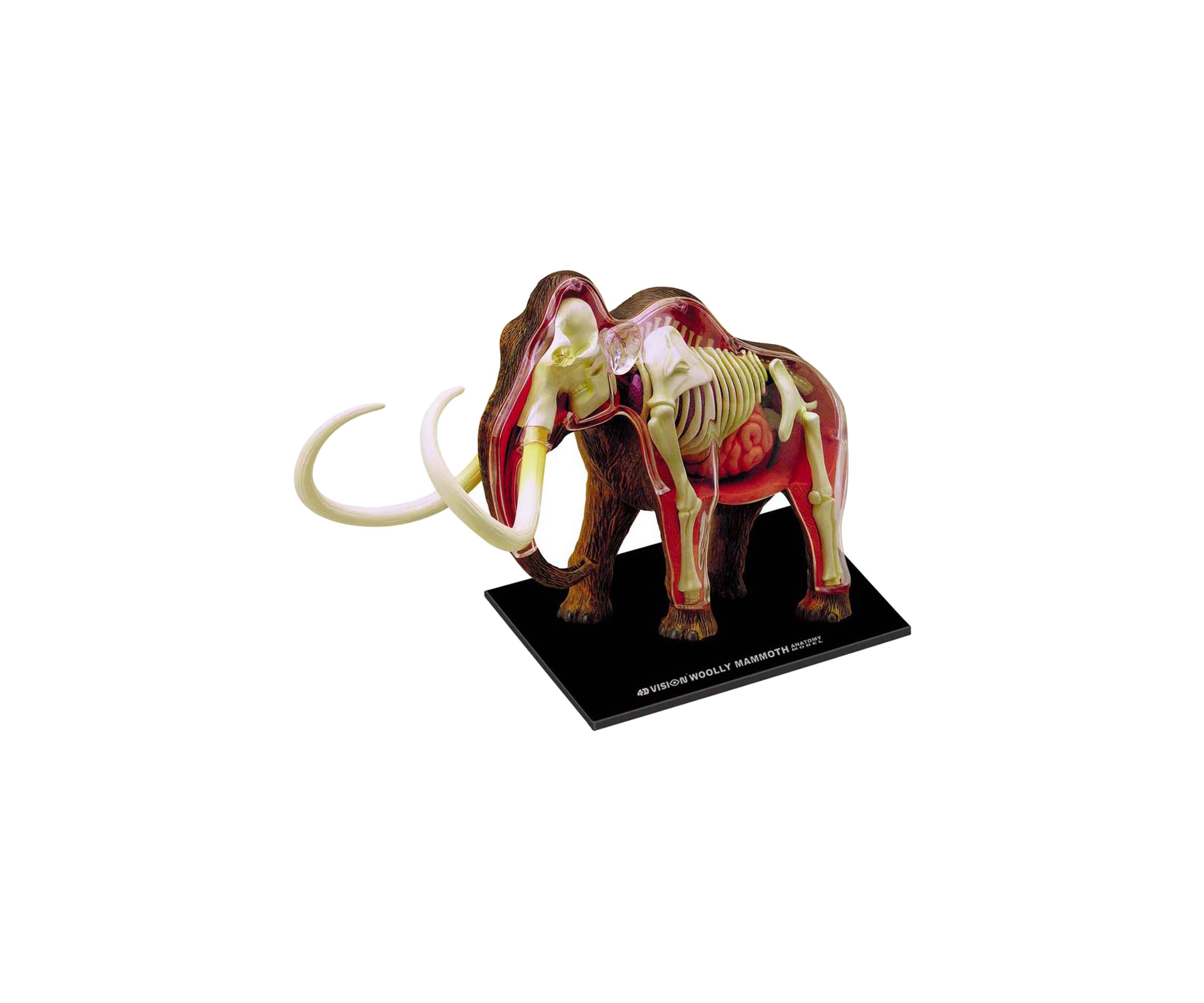  4D Vision Wooly Mammoth Anatomy Model 