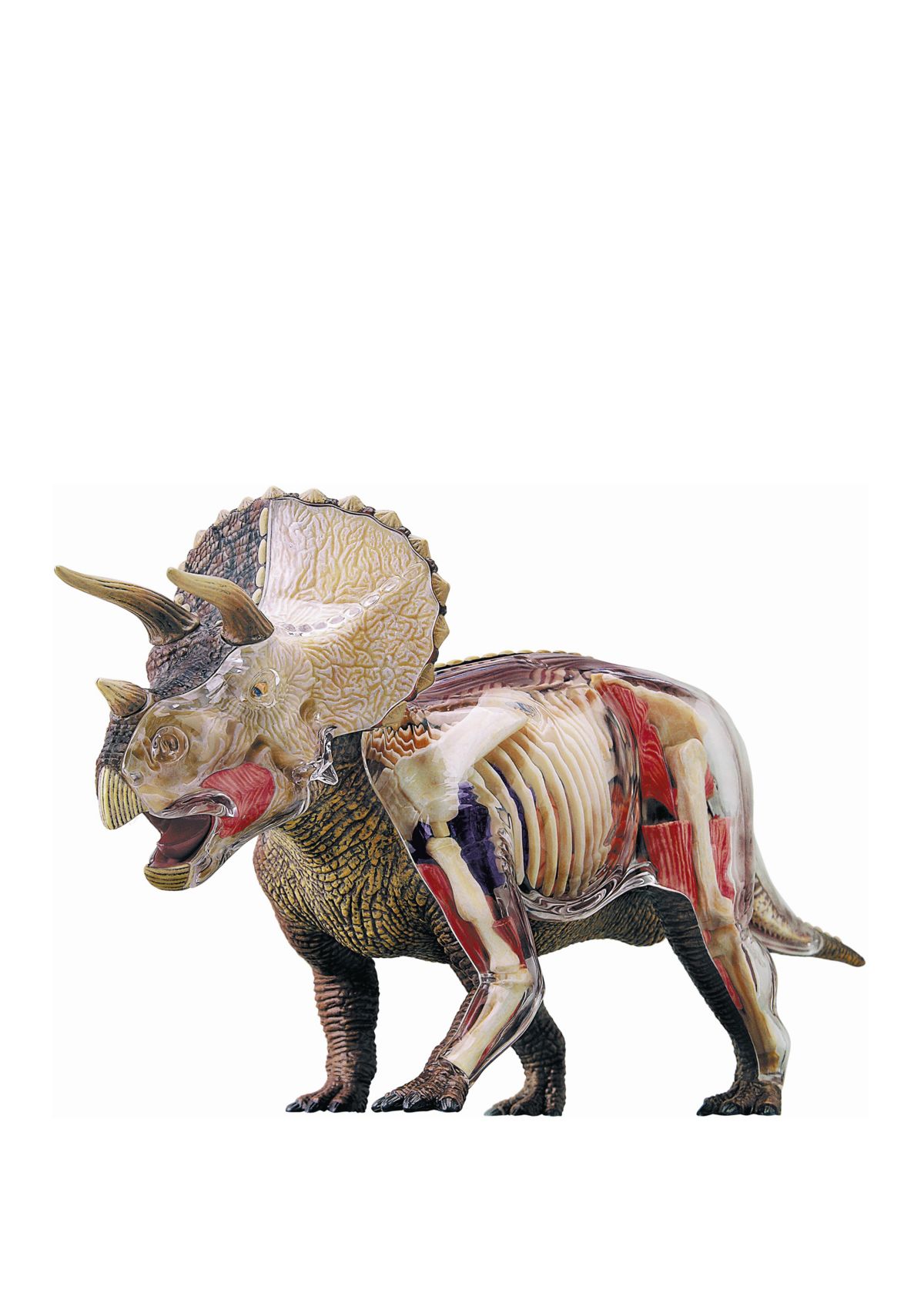 4D Vision Triceratops Anatomy Model