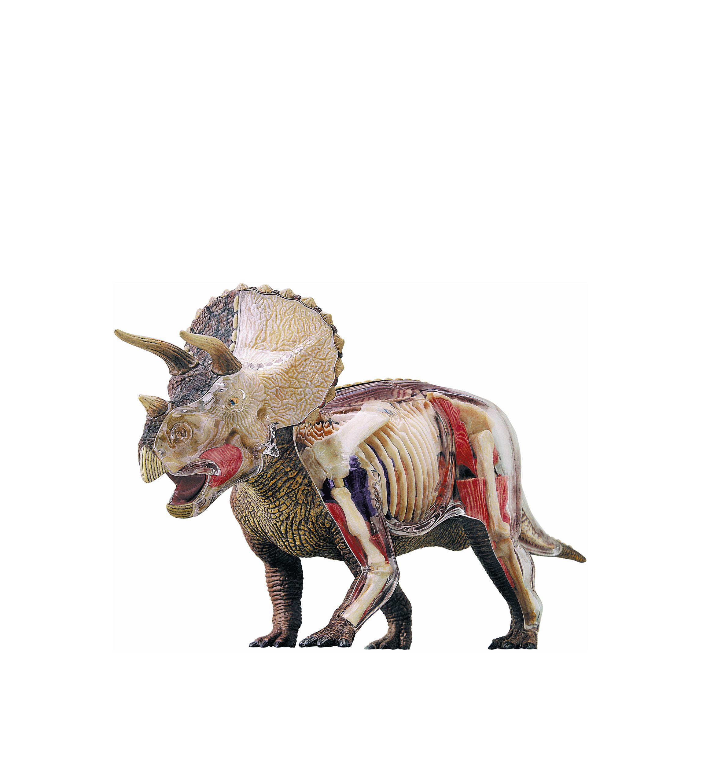 4D Vision Triceratops Anatomy Model