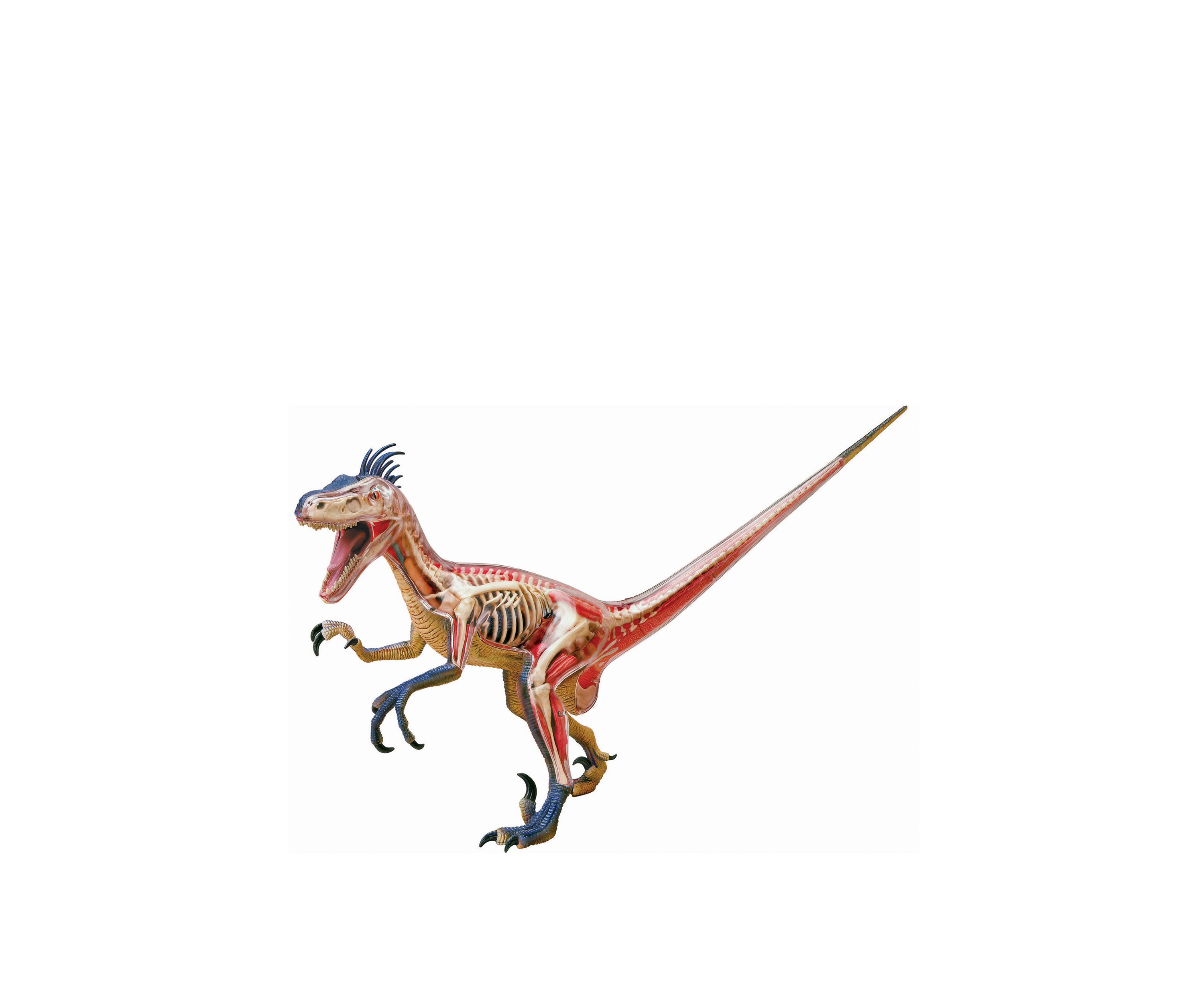 4D Vision Velociraptor Anatomy Model