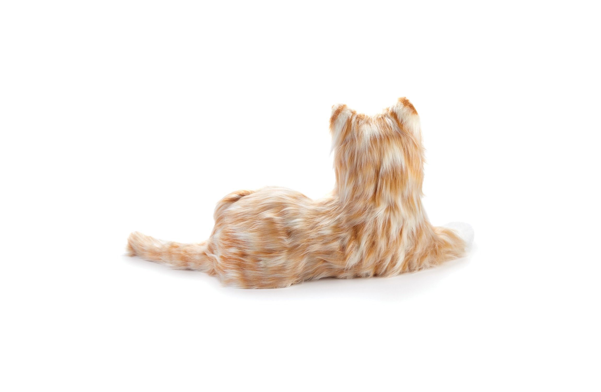 Companion Pet (Orange Tabby Cat)