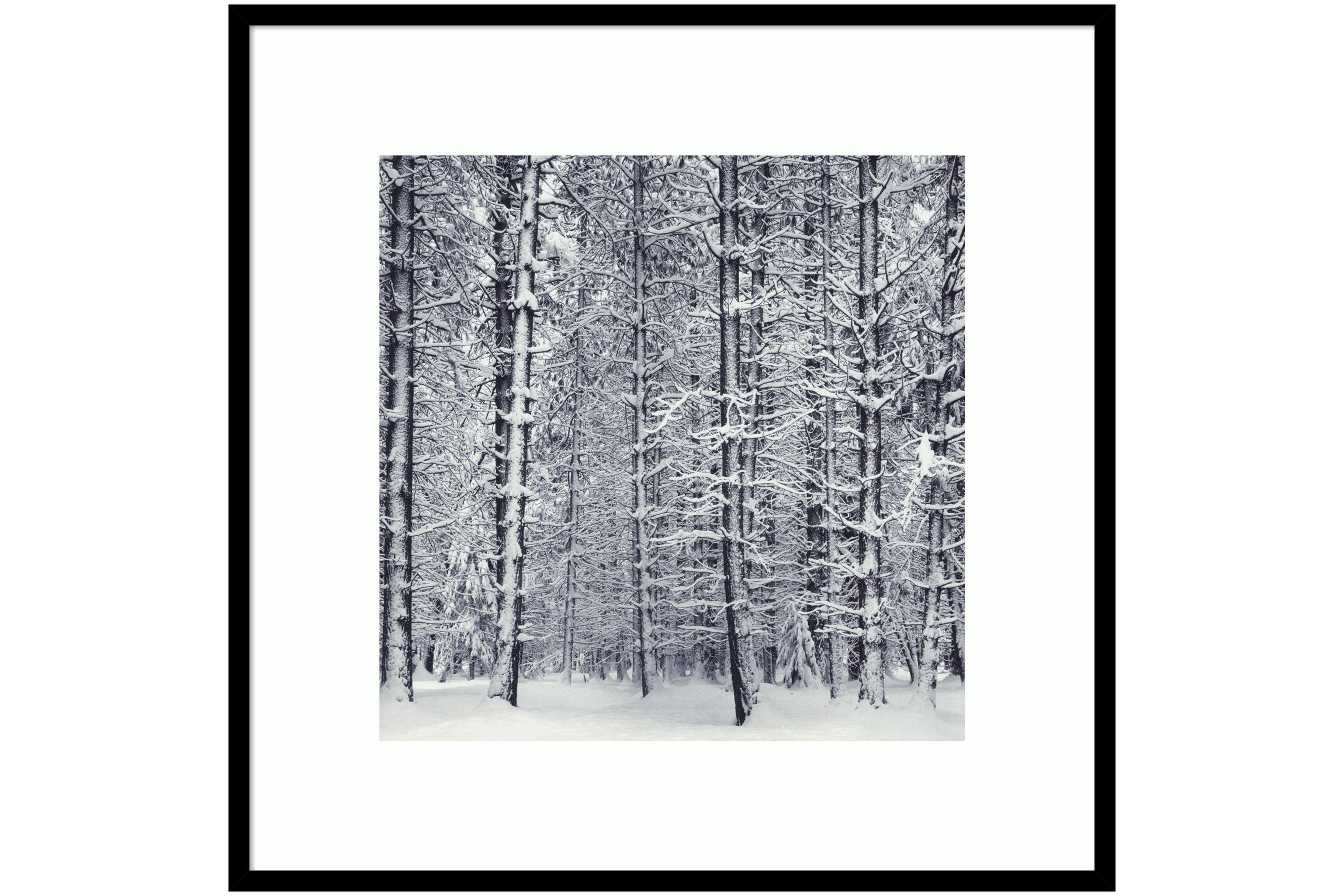 Pine Forest in the Snow Yosemite National Park by Ansel Adams Wood Framed Wall Art Print