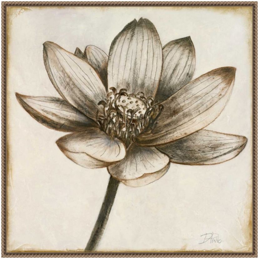 Sepia Lotus Blossom II Framed Canvas Wall Art Print
