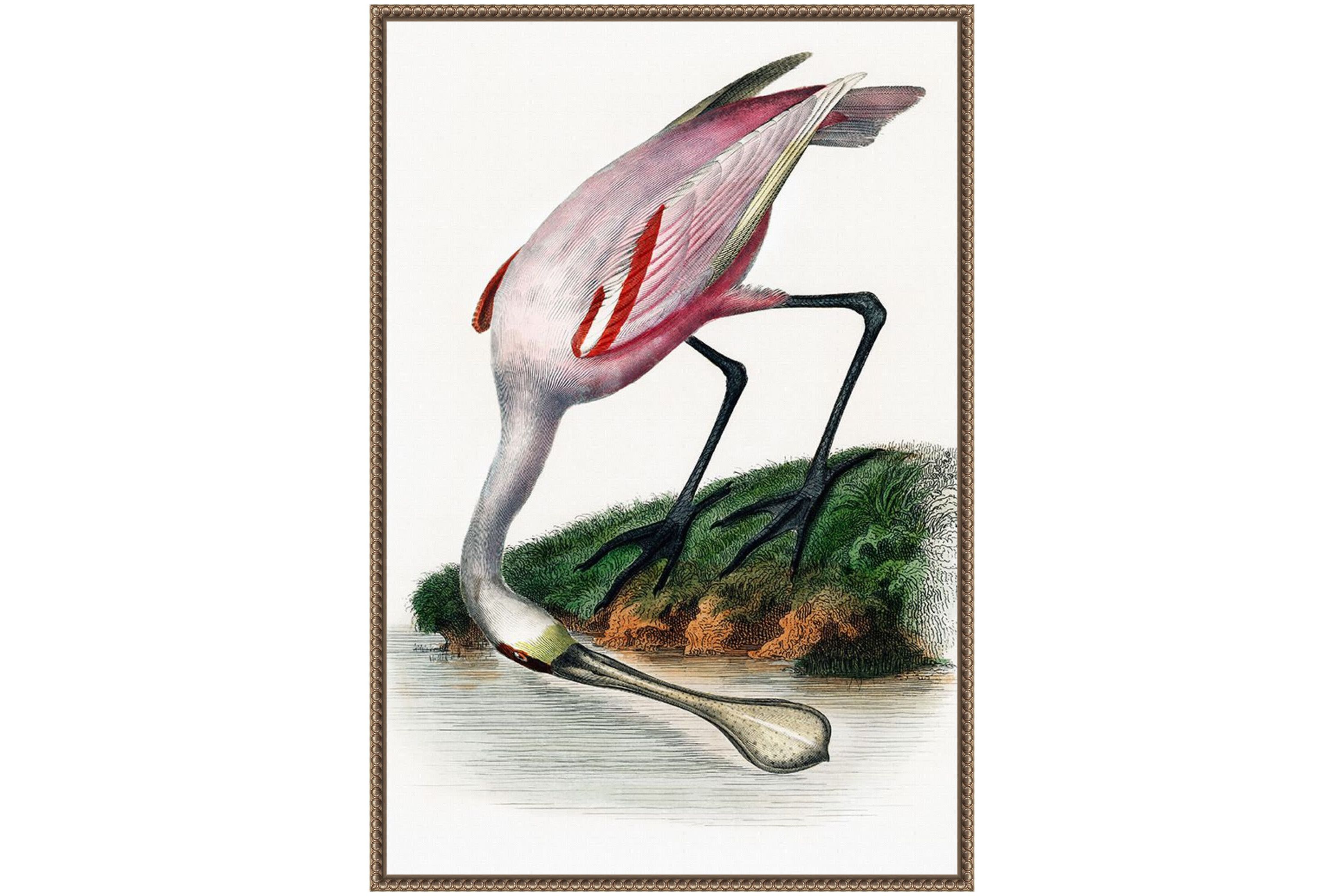Spoonbill Crane Framed Canvas Wall Art Print